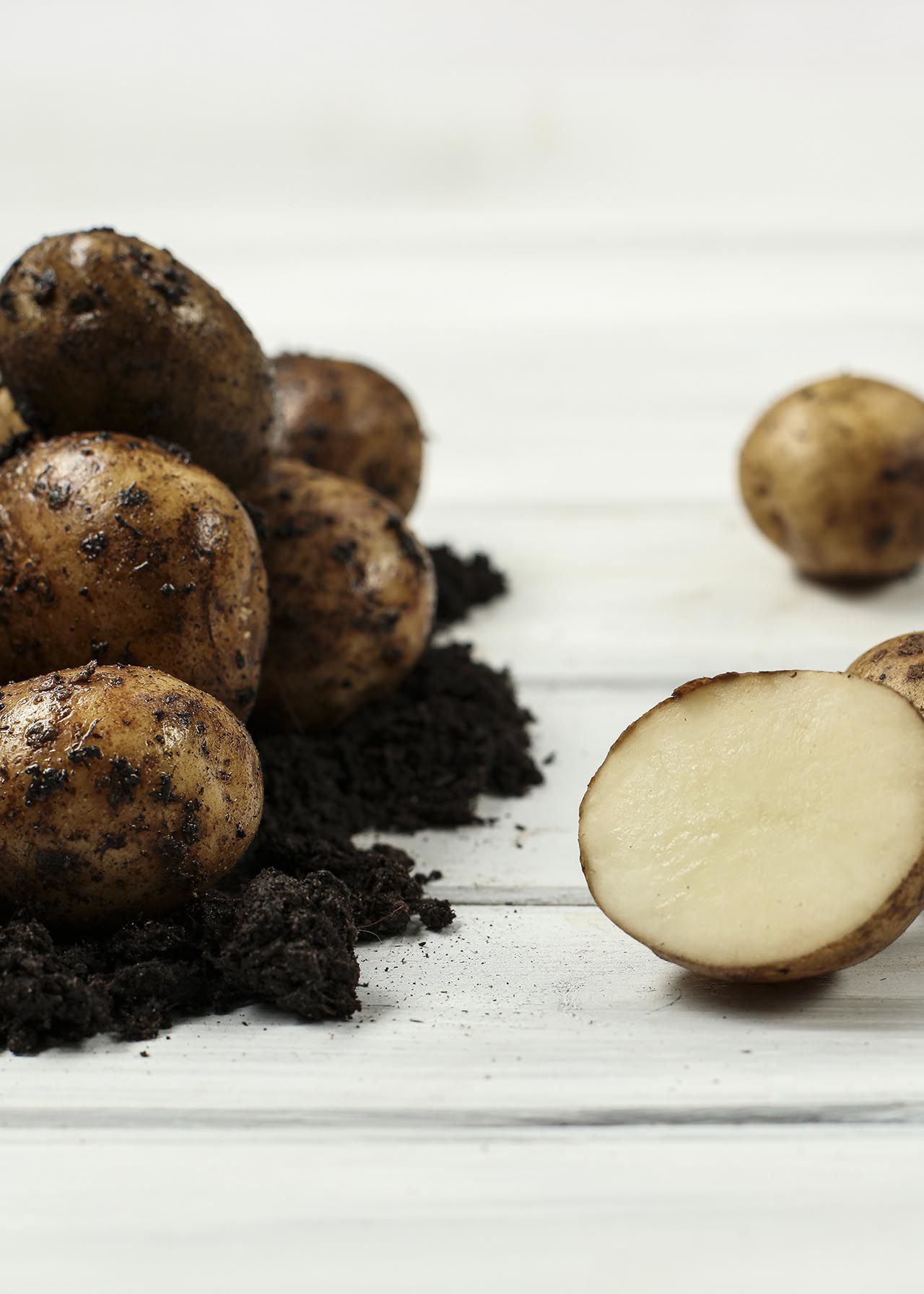 Seed Potato Rocket 2kg