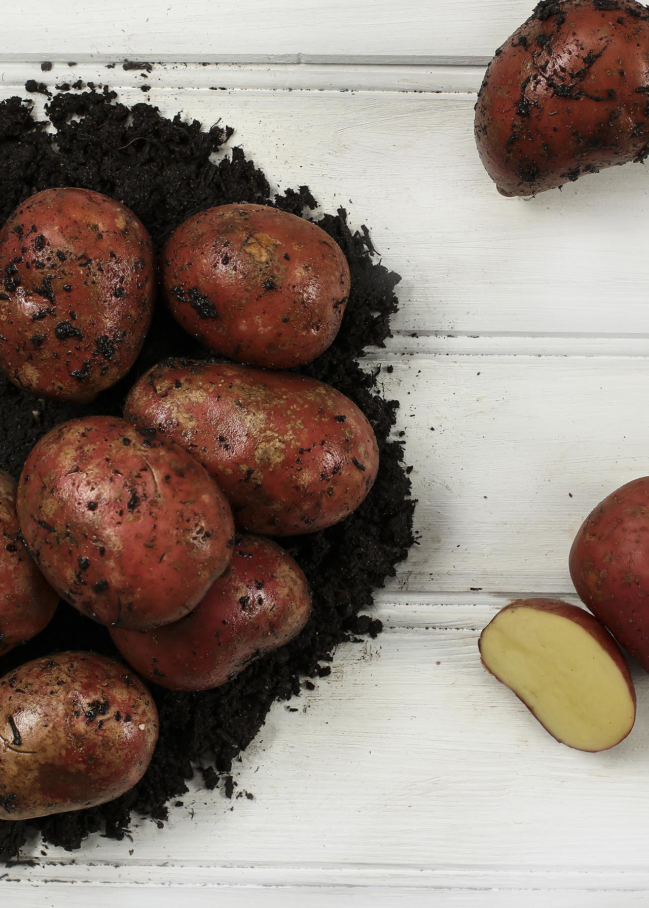 Seed Potato Rooster 2kg