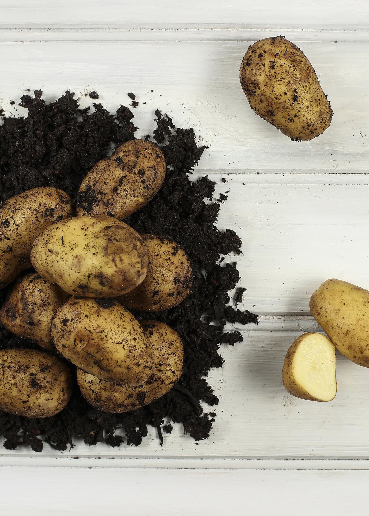 Seed Potato Sharpes Express 2kg