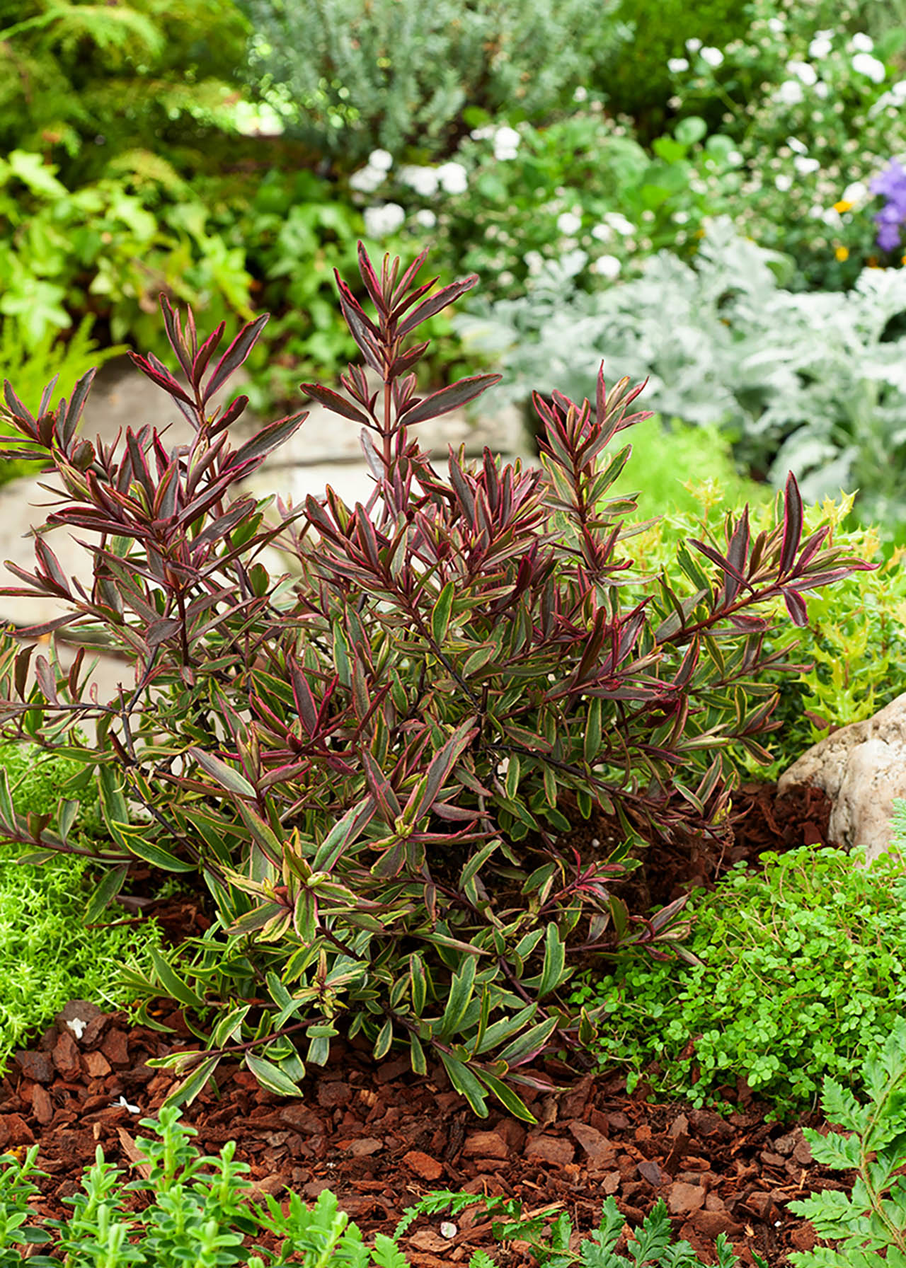 Hebe Purple Shamrock 2ltr