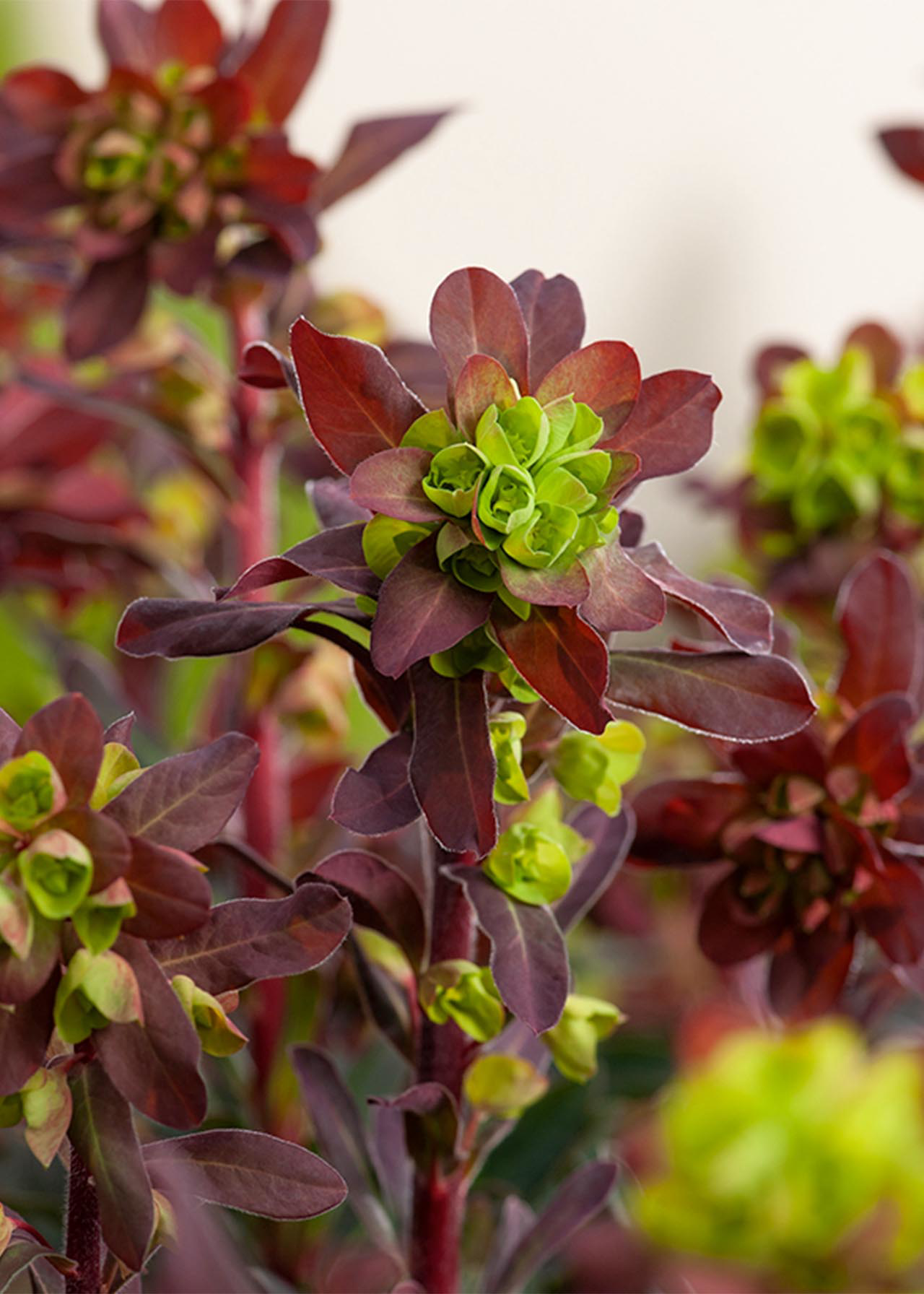 Euphorbia Miners Merlot 2ltr