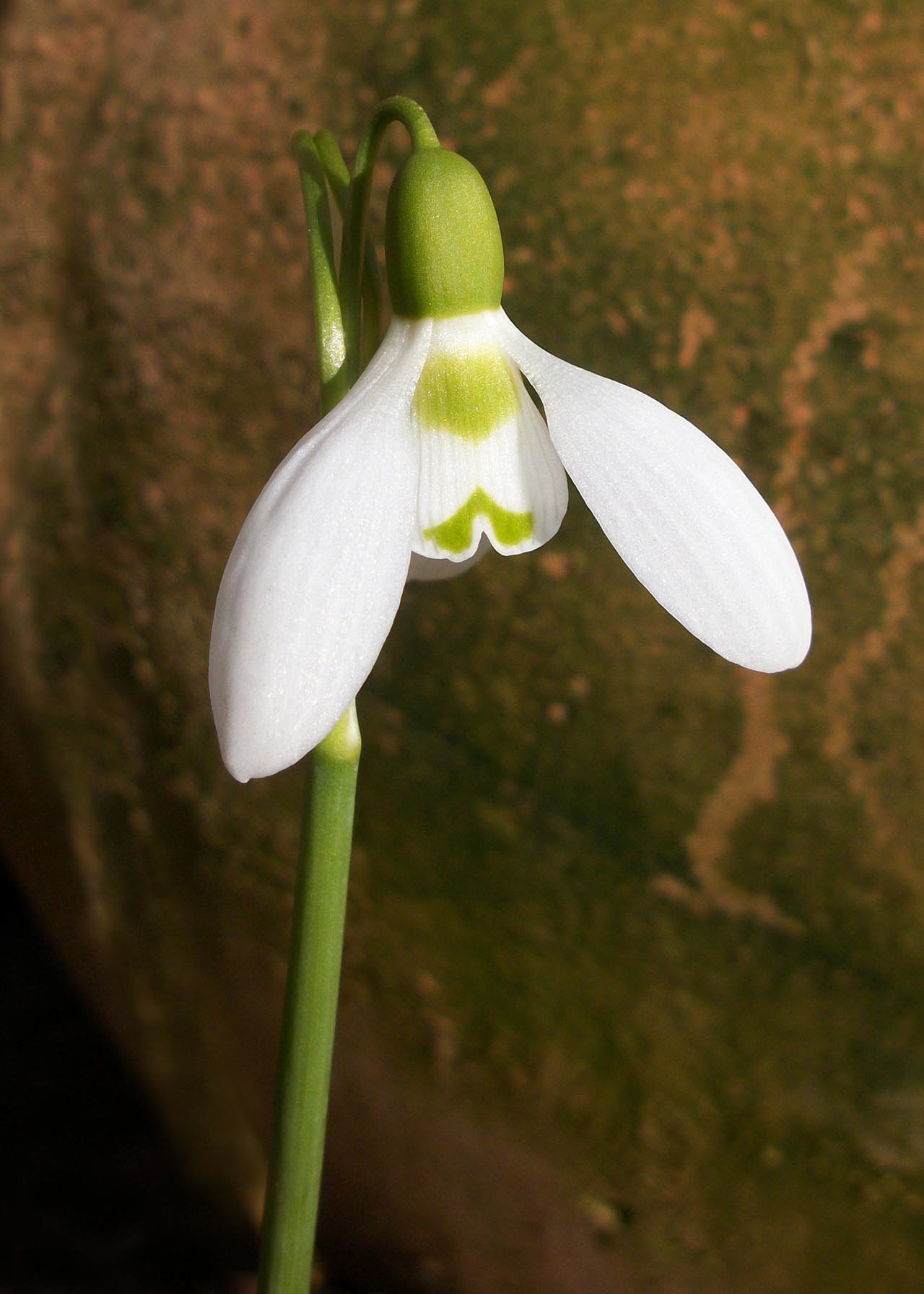 Galanthus Elwesii pack of 6