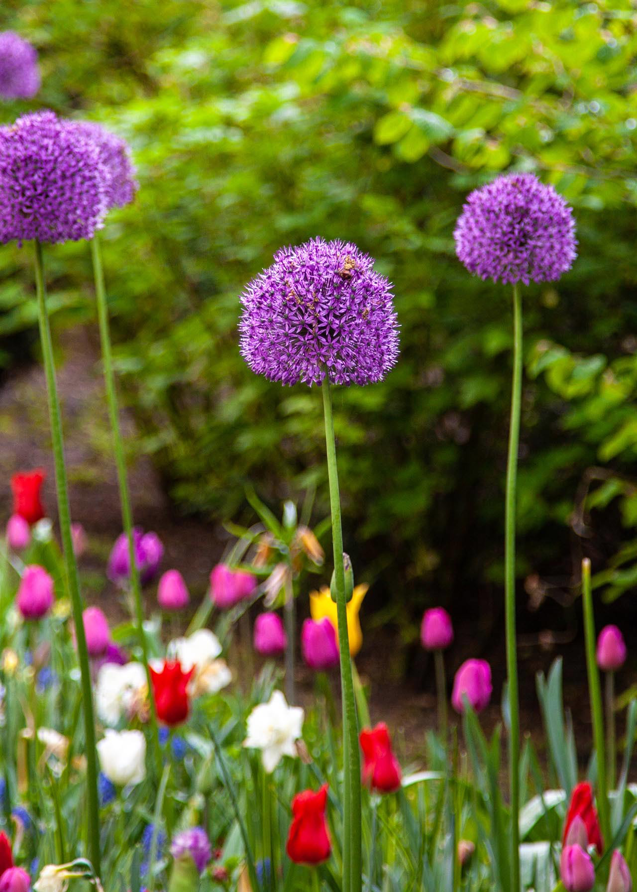 Allium Purple Sensation Pack of 12
