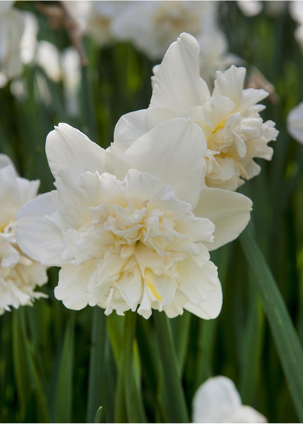 Daffodil (Narcissus) Ice King Pack of 6