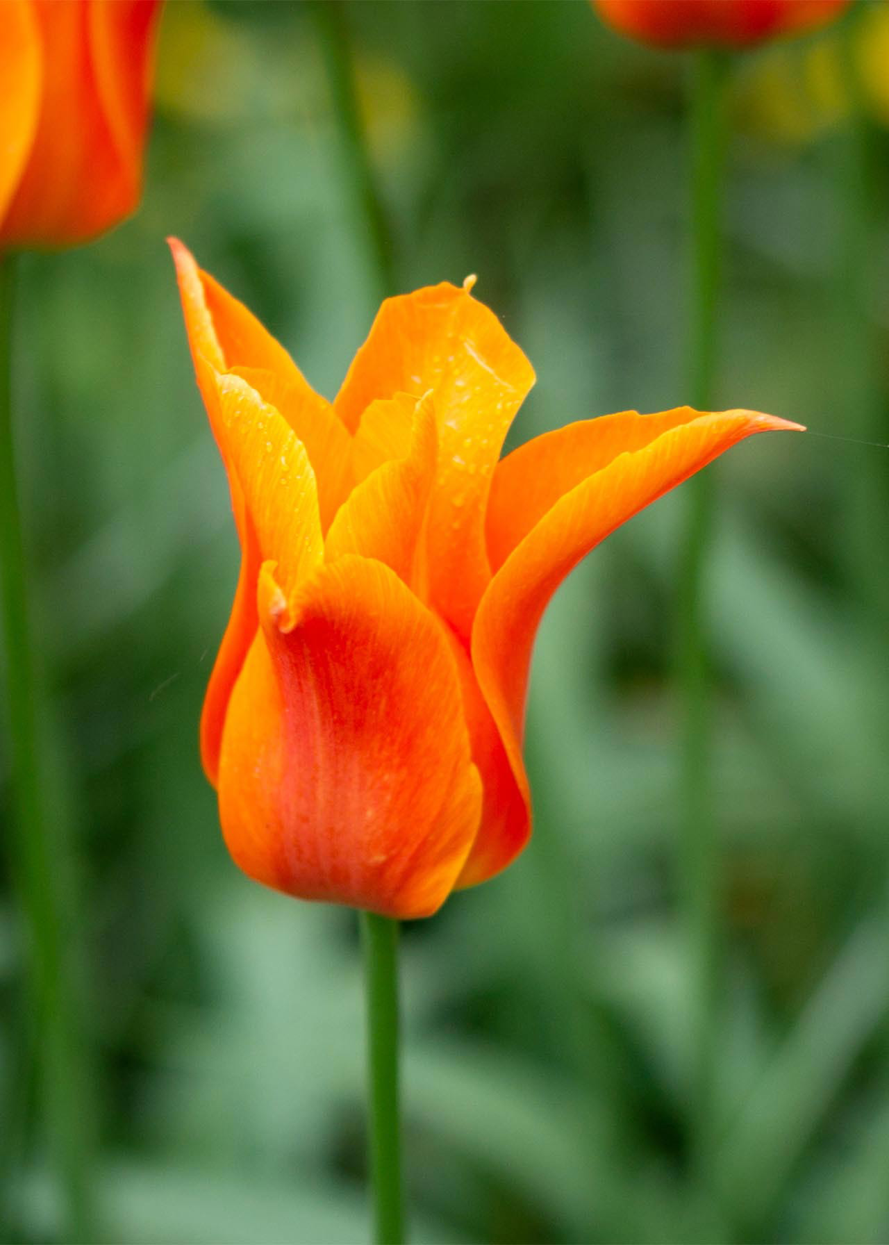 Tulip Ballerina Pack of 5