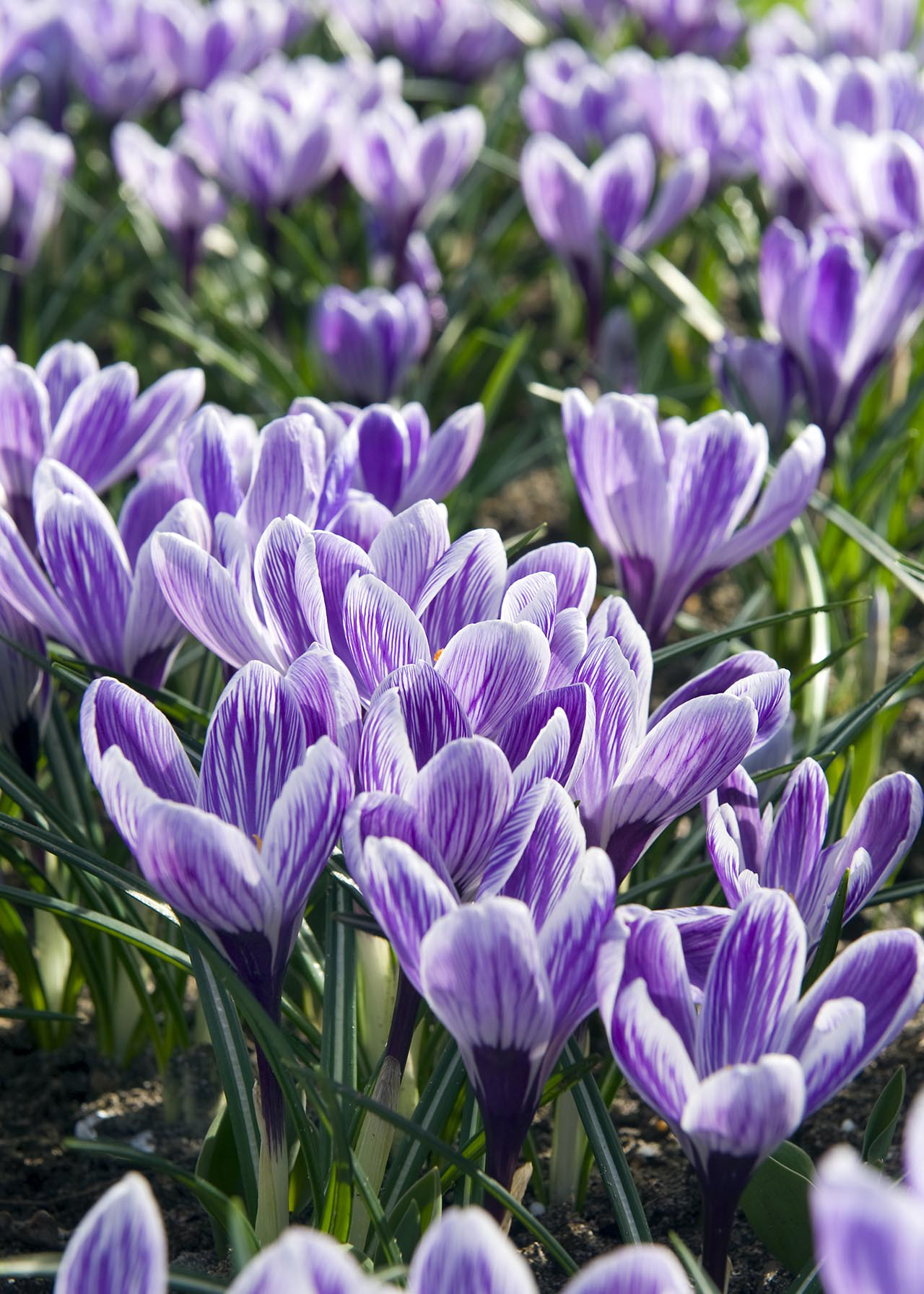 Crocus King of The Striped (Lge Flower) Pack of 8
