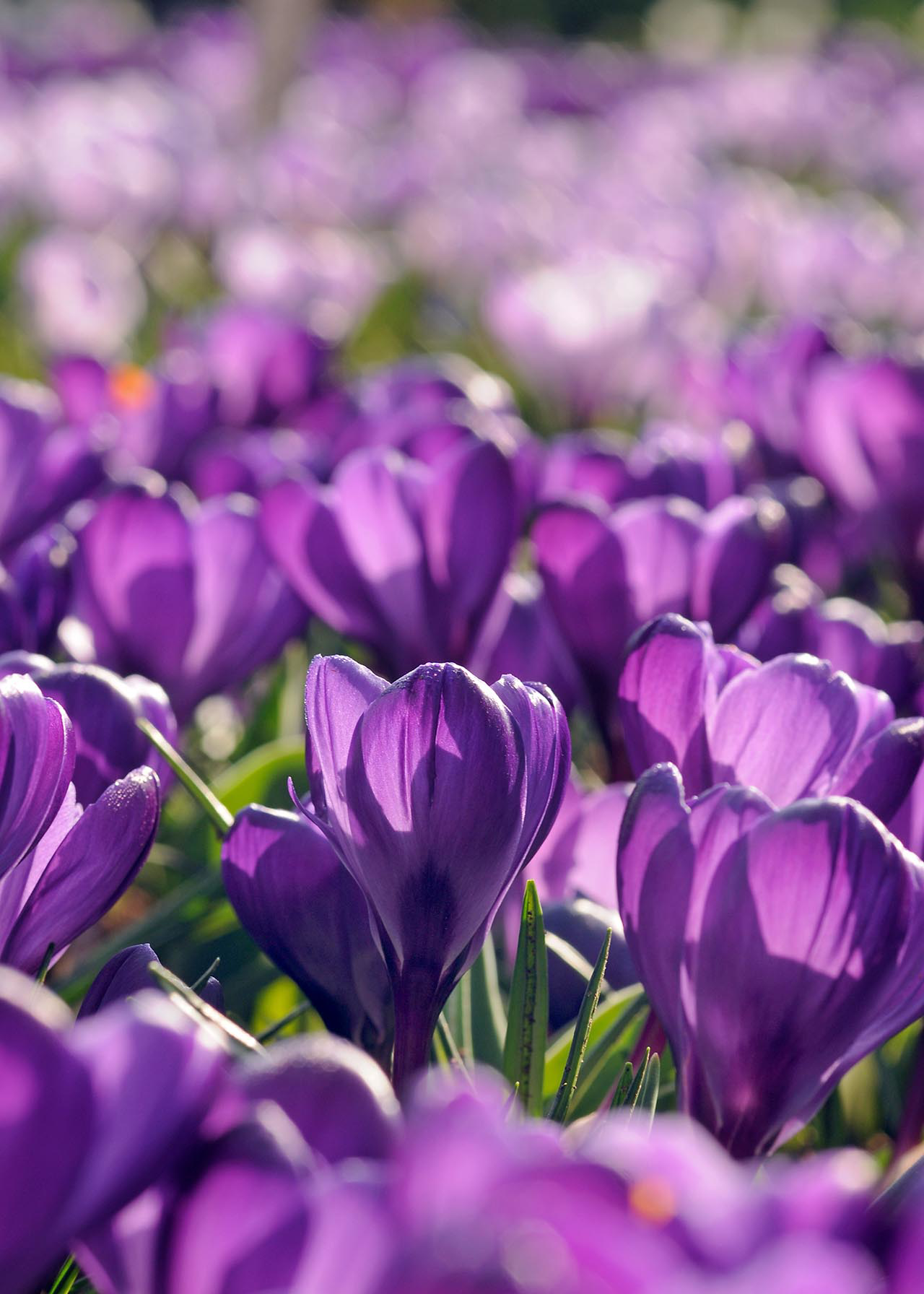 Crocus Flower Record (Lge Flower) Pack of 8