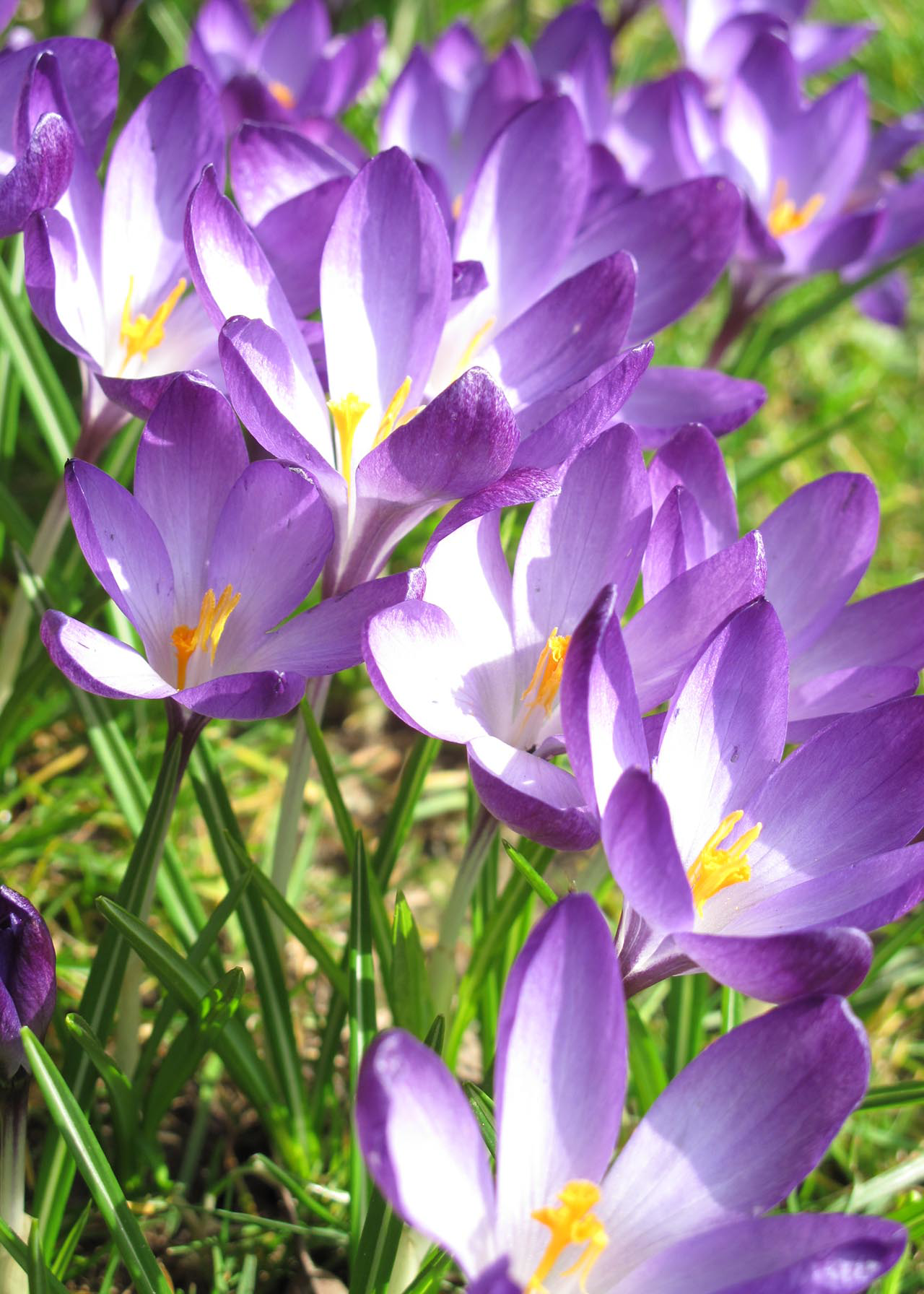 Crocus Ruby Giant (Specie) Pack of 10