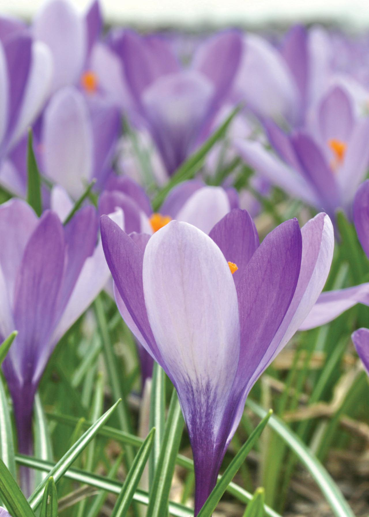 Crocus Whitewell Purple (Specie) Pack of 10