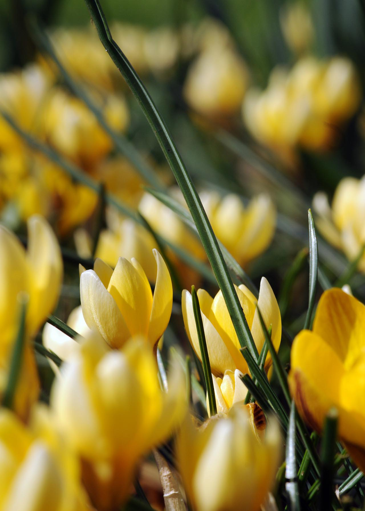 Crocus Romance (Specie) Pack of 10