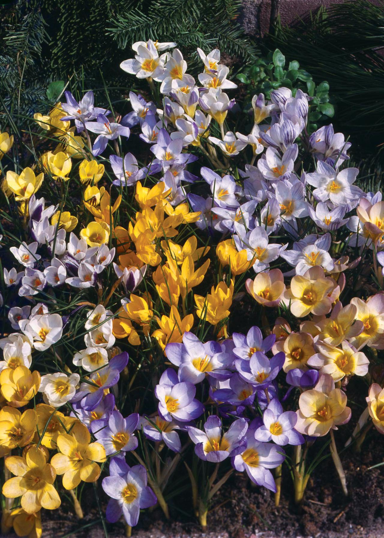 Crocus Early Flower Mixed (Specie) Pack of 10