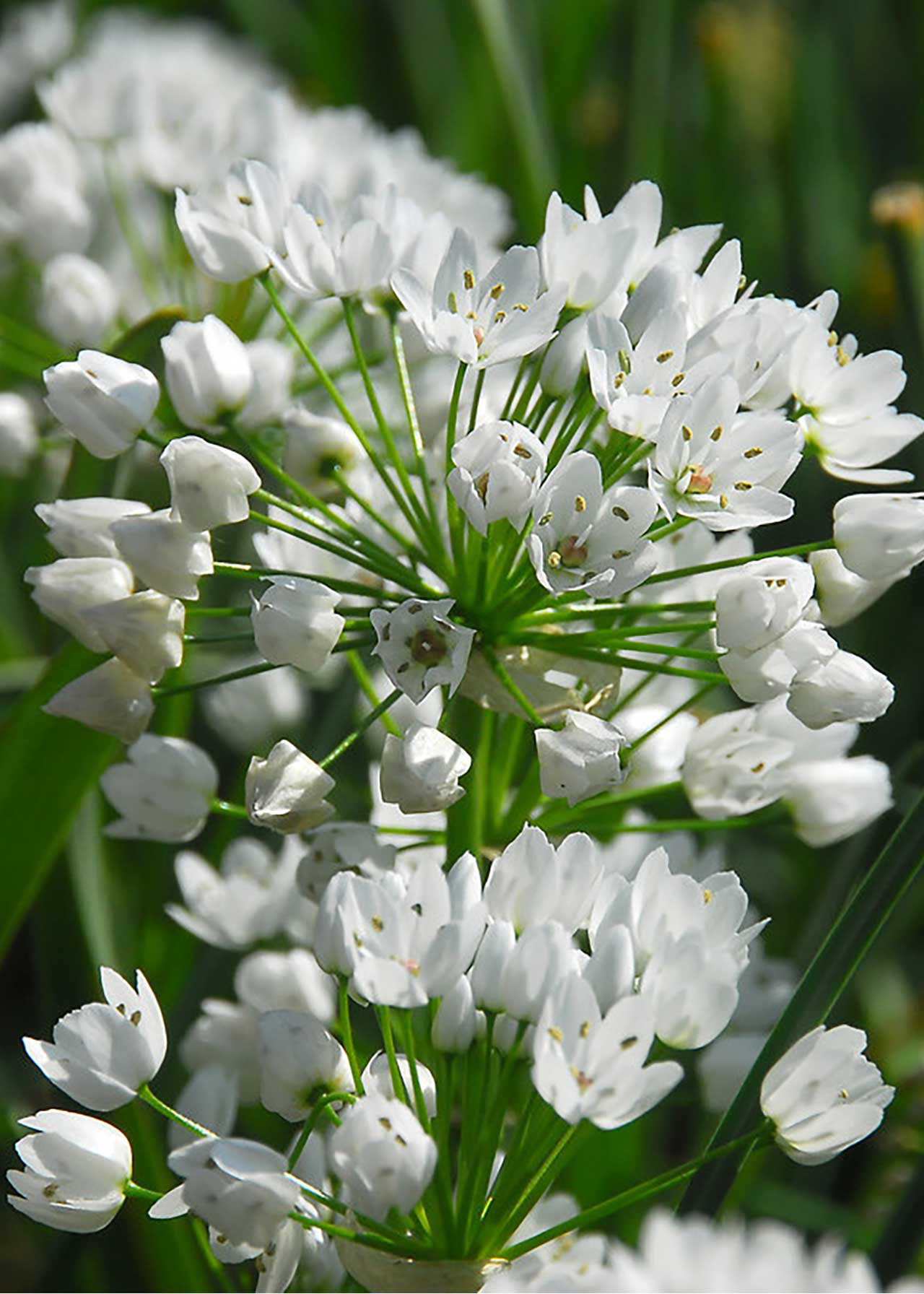 Allium Neapolitanum Pack of 30