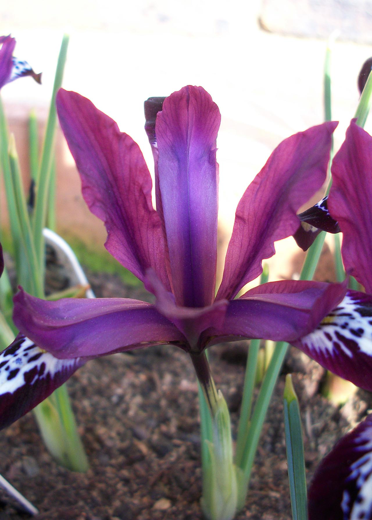 Iris Dwarf Pauline Pack of 6