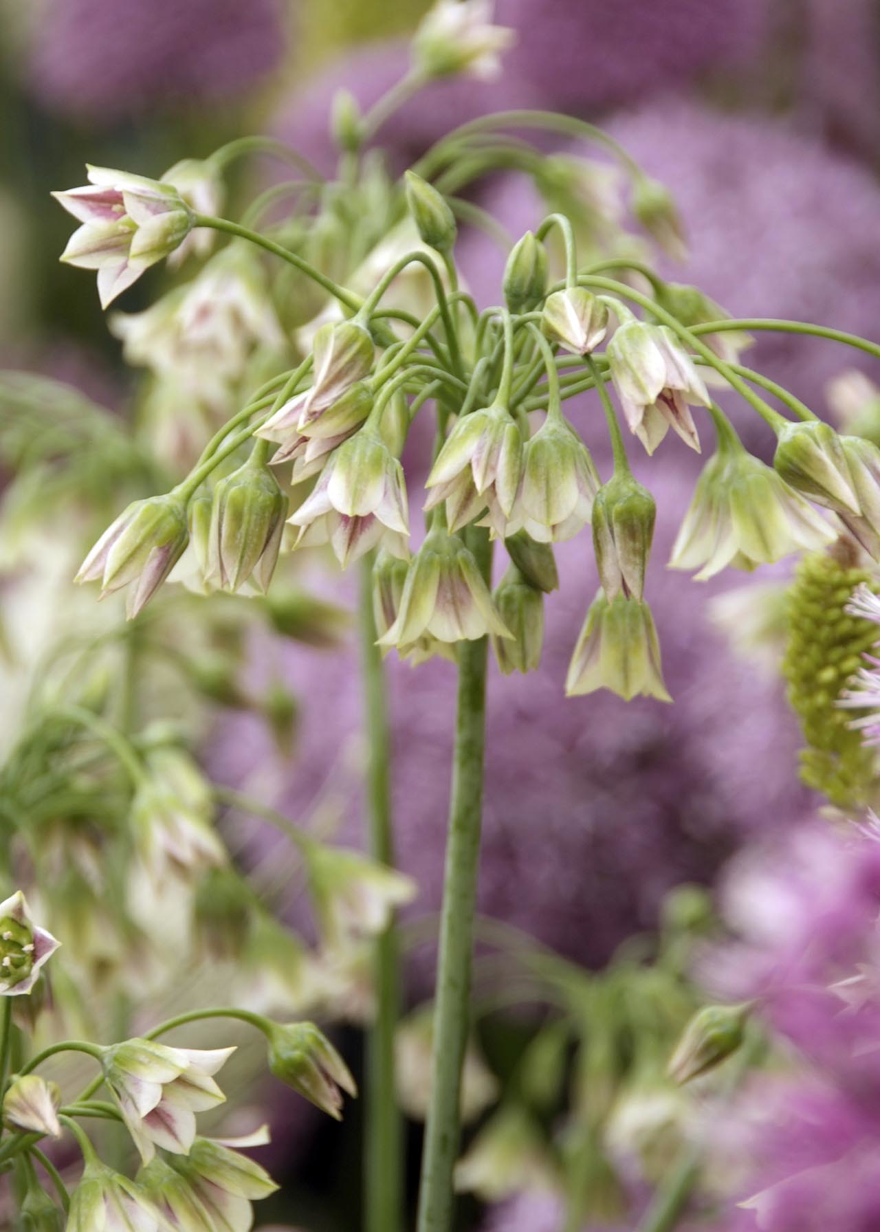 Allium Siculum (Nectaroscordum) Pack of 6