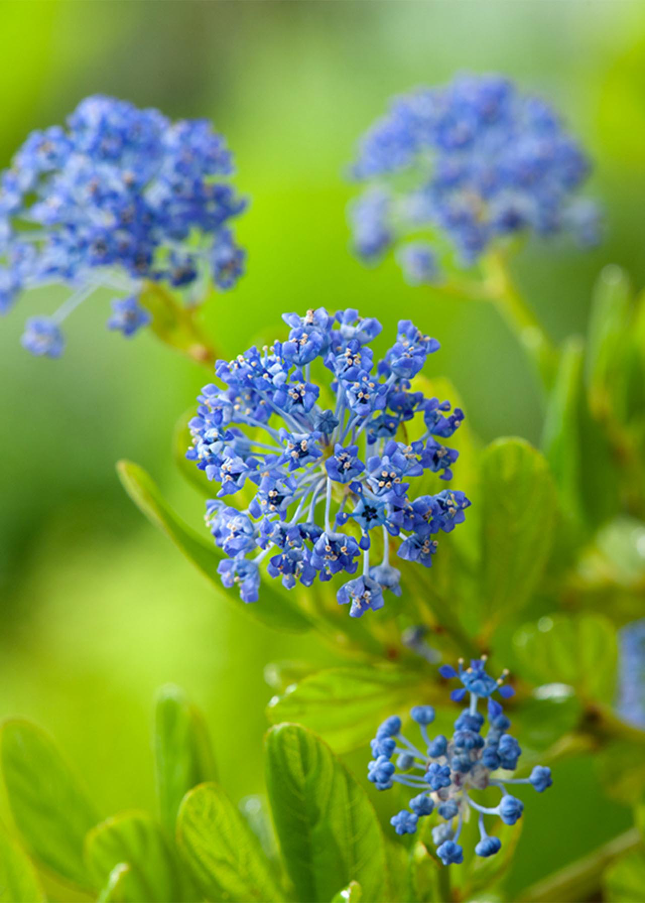 Ceanothus Skylark 3ltr