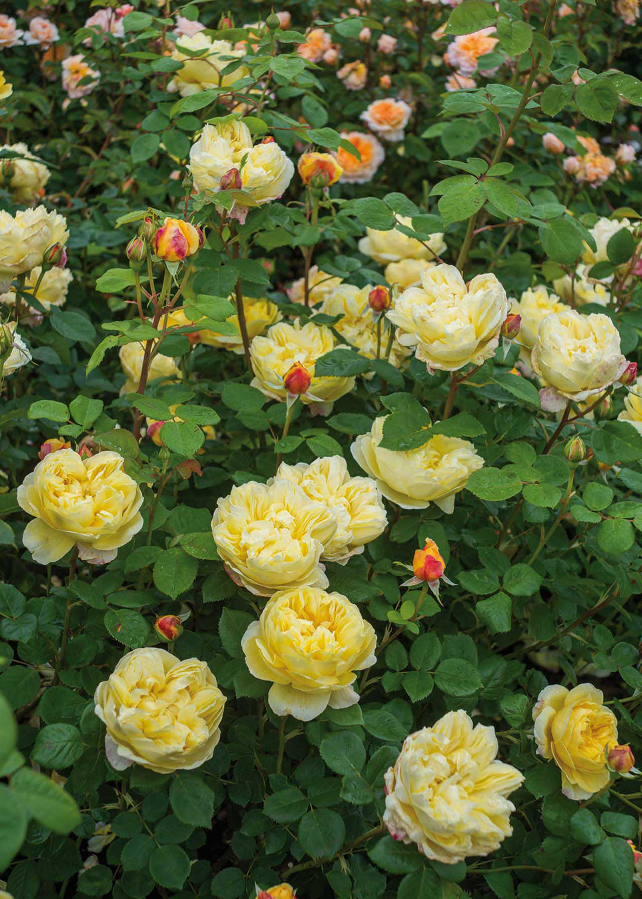 David Austin Rose 'Charles Darwin' 6ltr