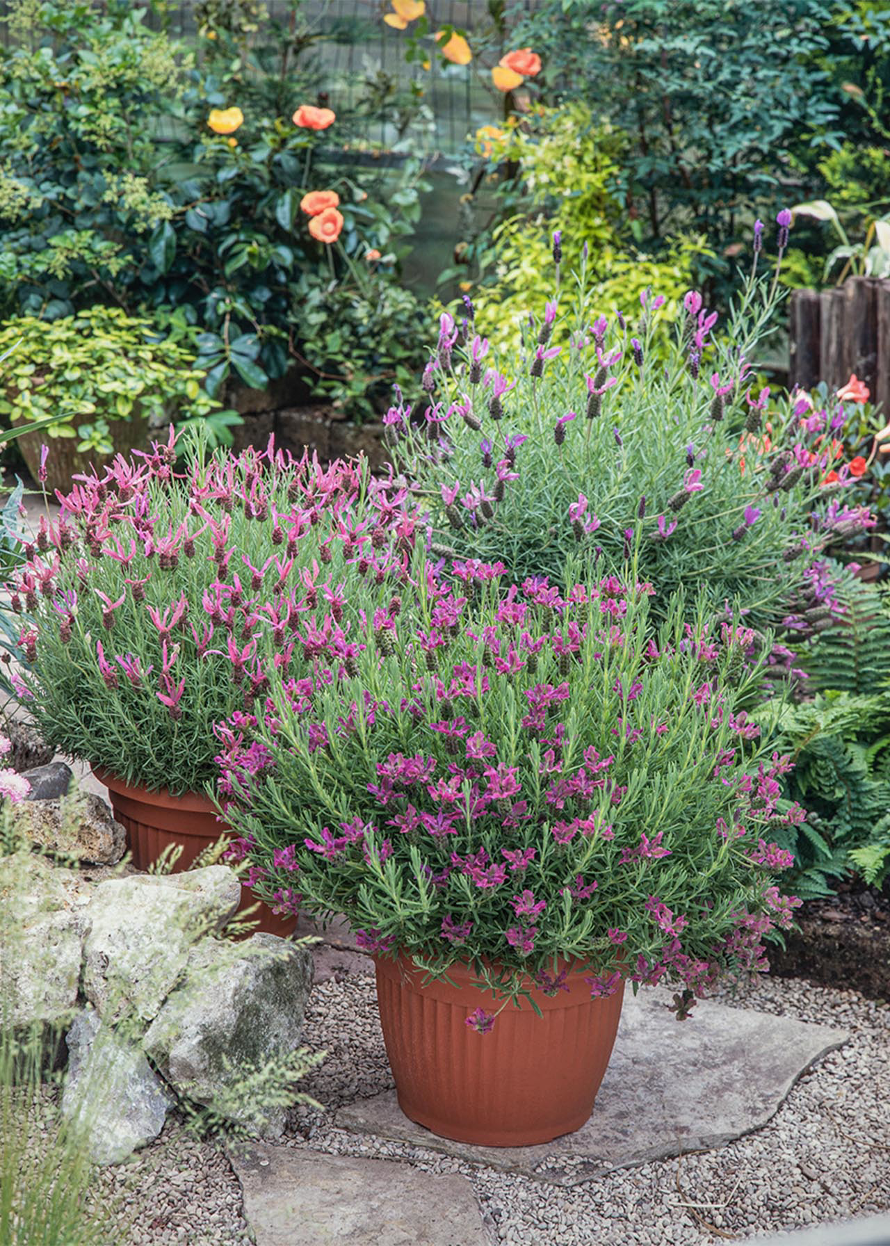 Lavandula Sto. Papillon 2ltr