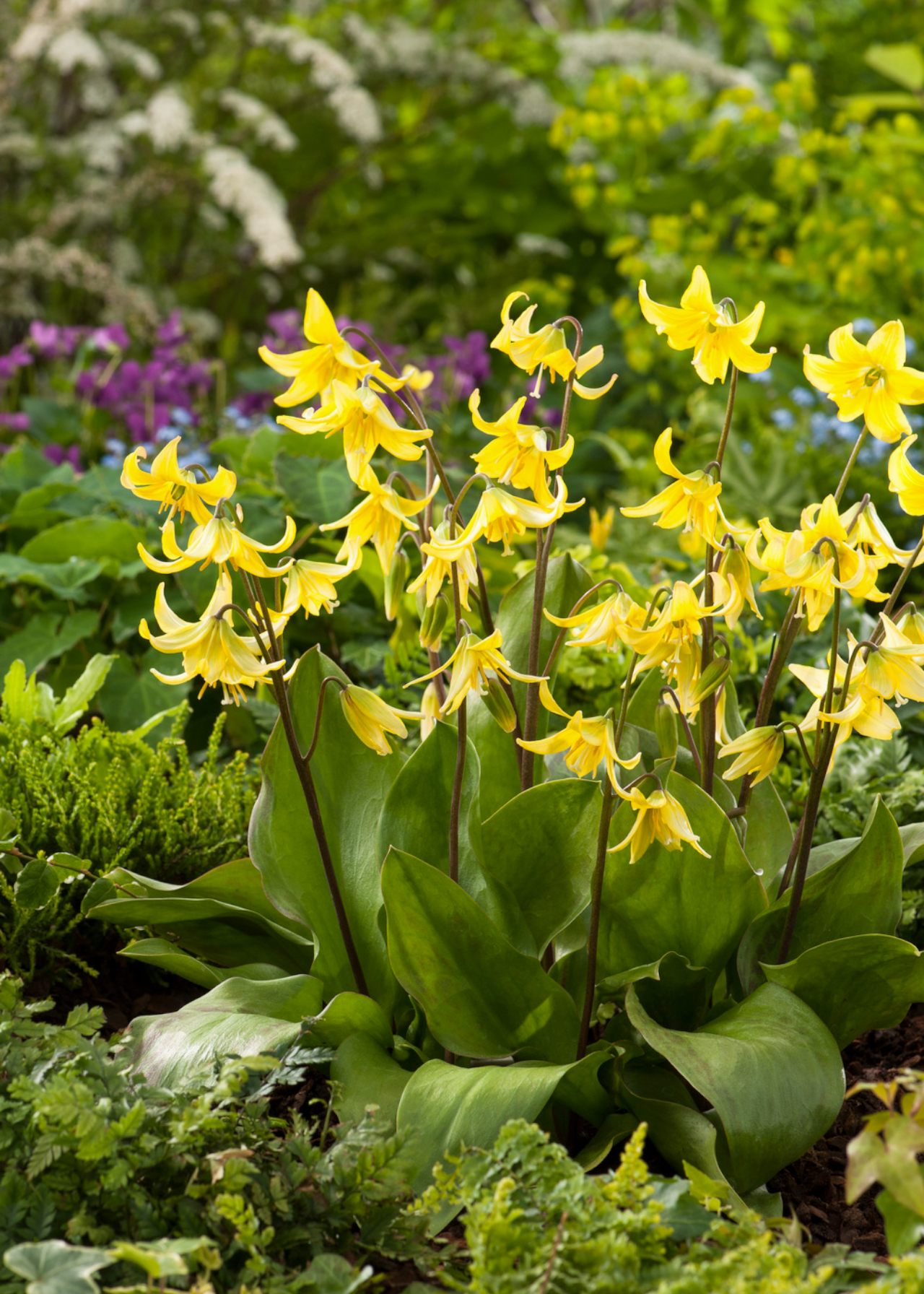 Erythronium Pagoda 1.5ltr