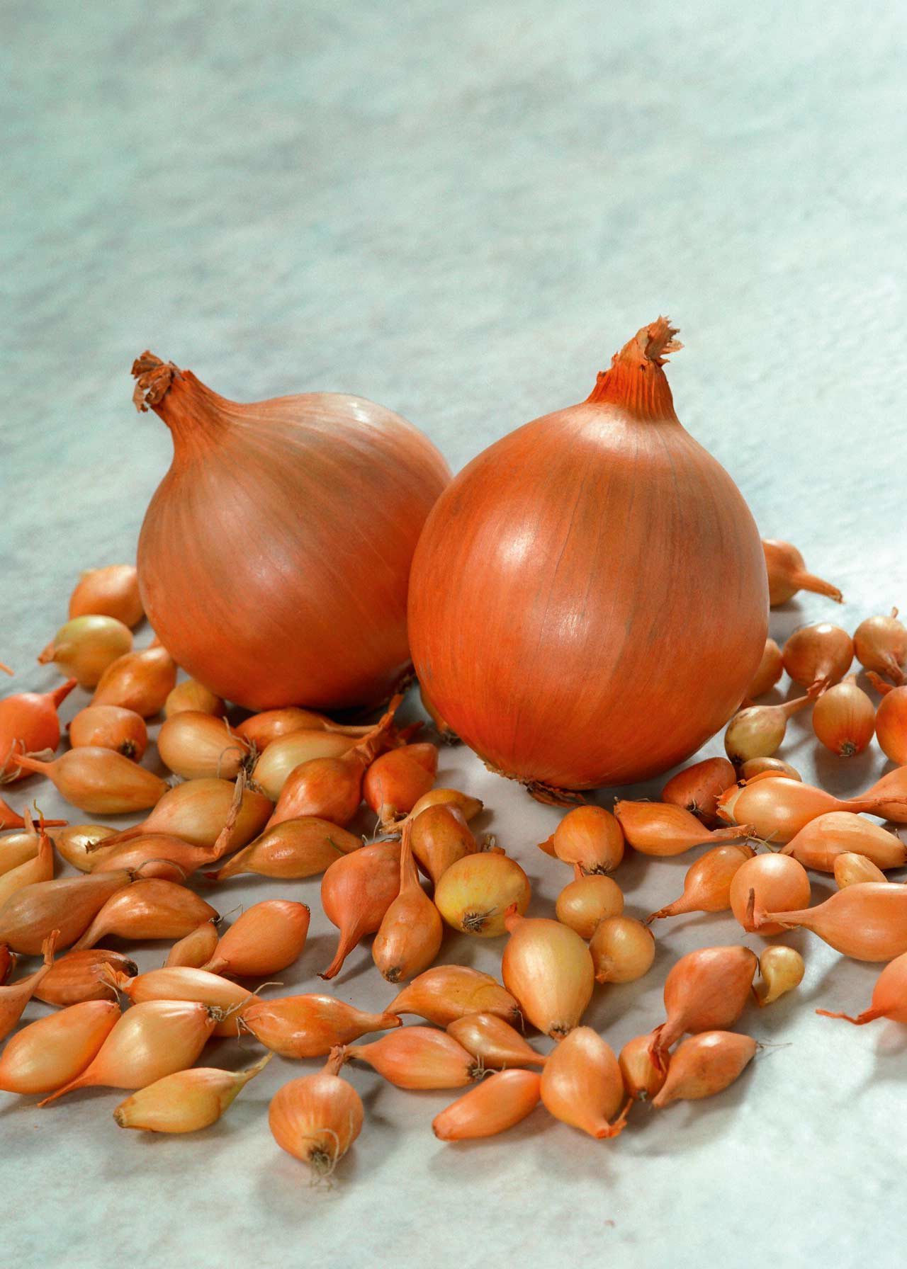 Onion Hercules F1 Pack of 50