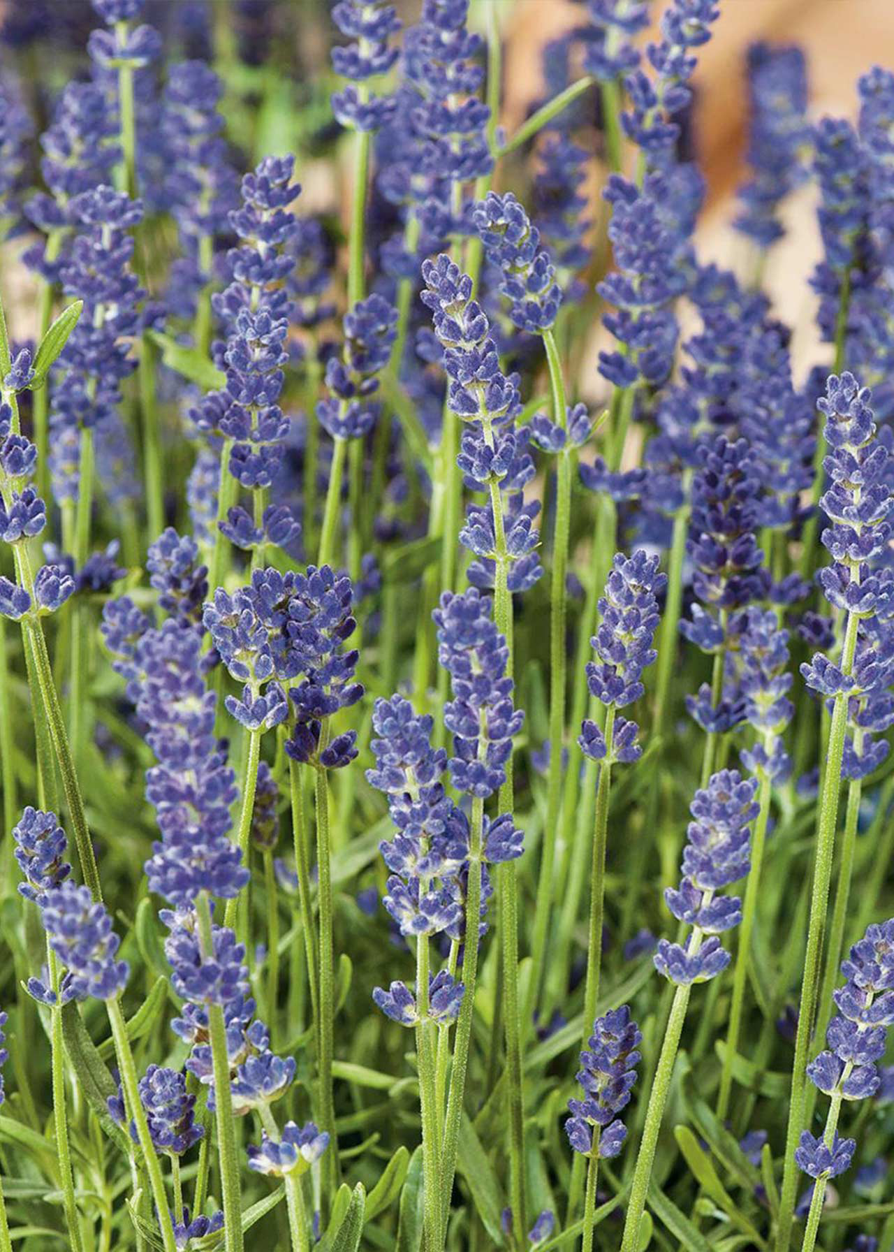 Lavandula Ang. Hidcote 2ltr