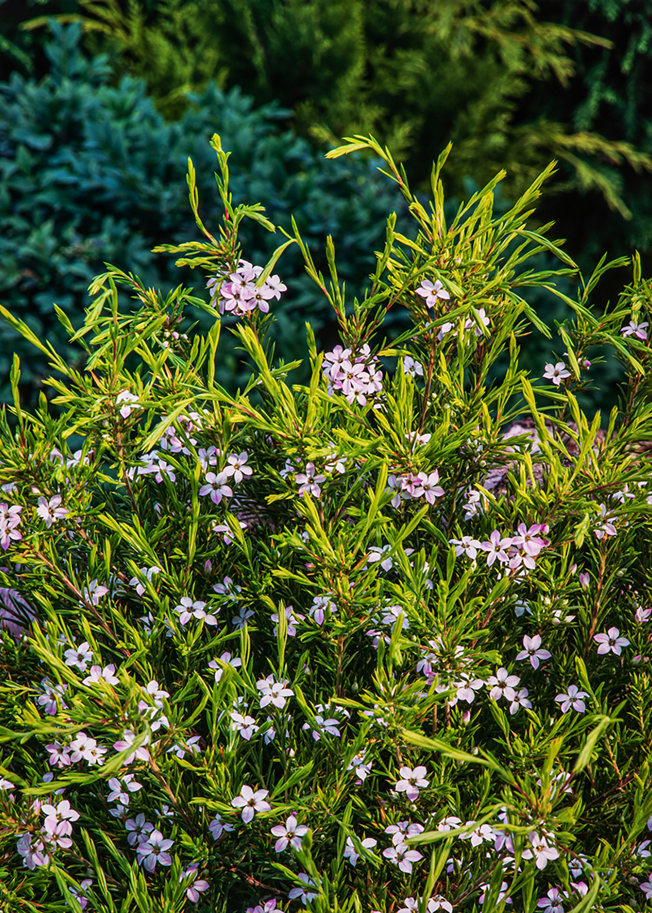 Diosma Sunset Gold 3ltr