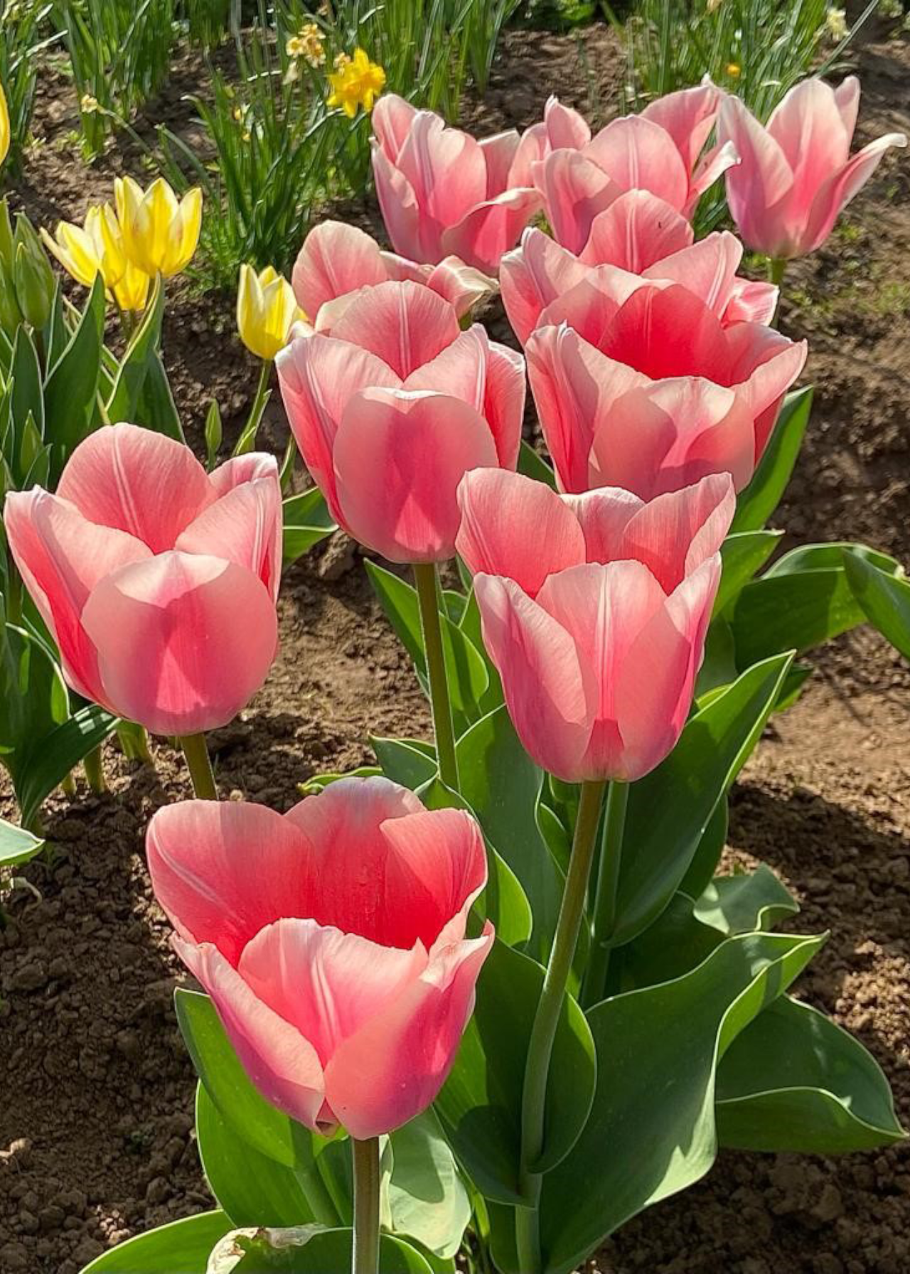 Tulip Apricona pack of 5