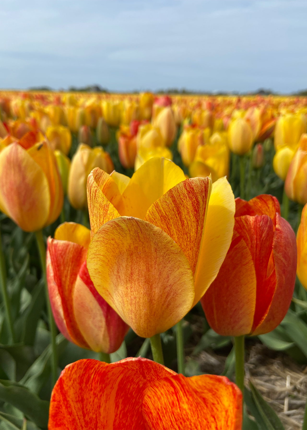 Tulip Blushing Apeldoorn pack of 5