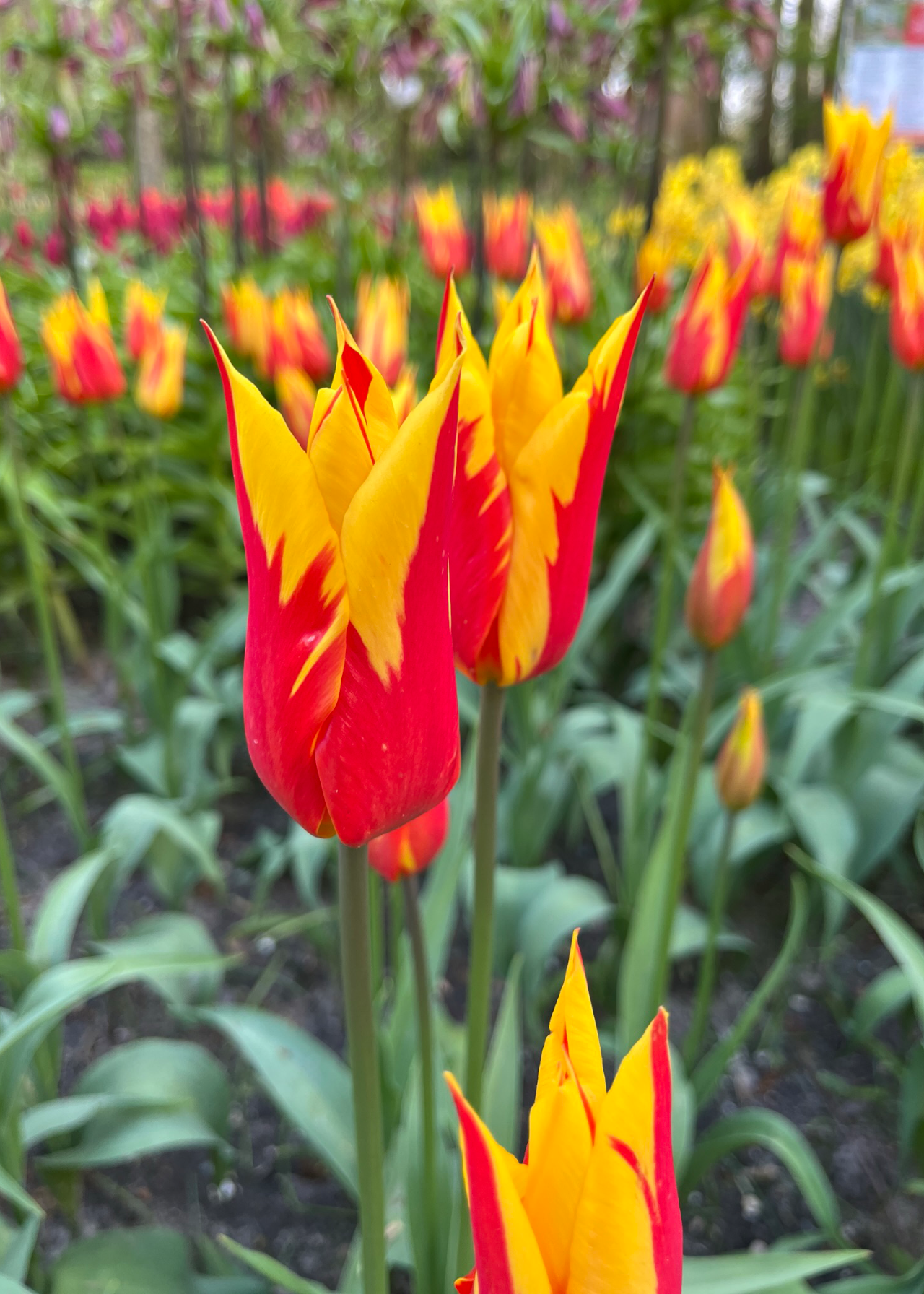 Tulip Fire Wings pack of 5