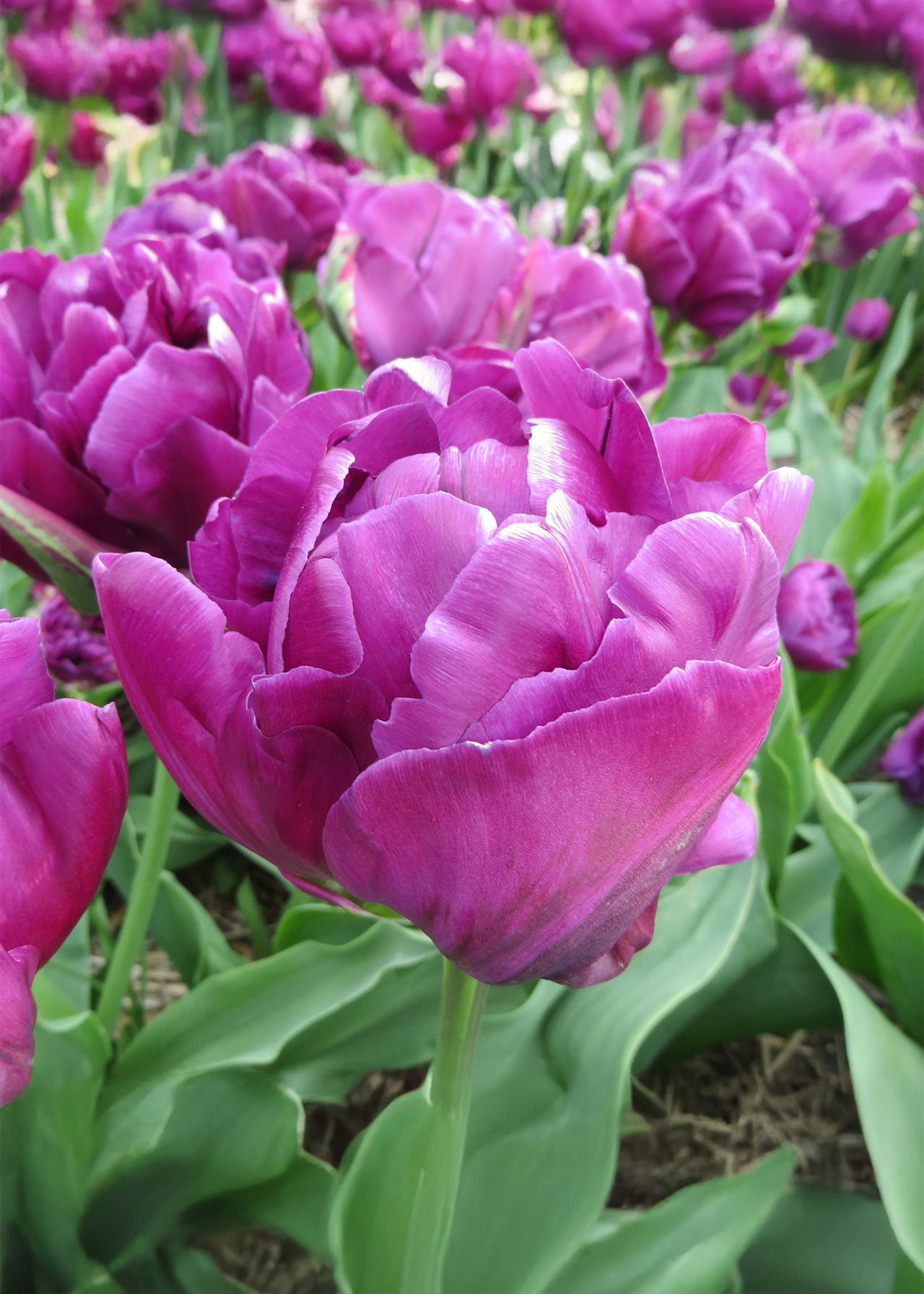 Tulip Negrita Double Pack of 5