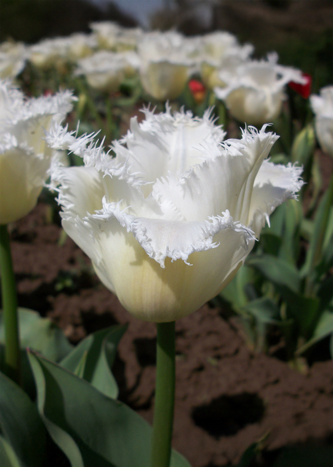 Tulip Noordeinde Pack of 5