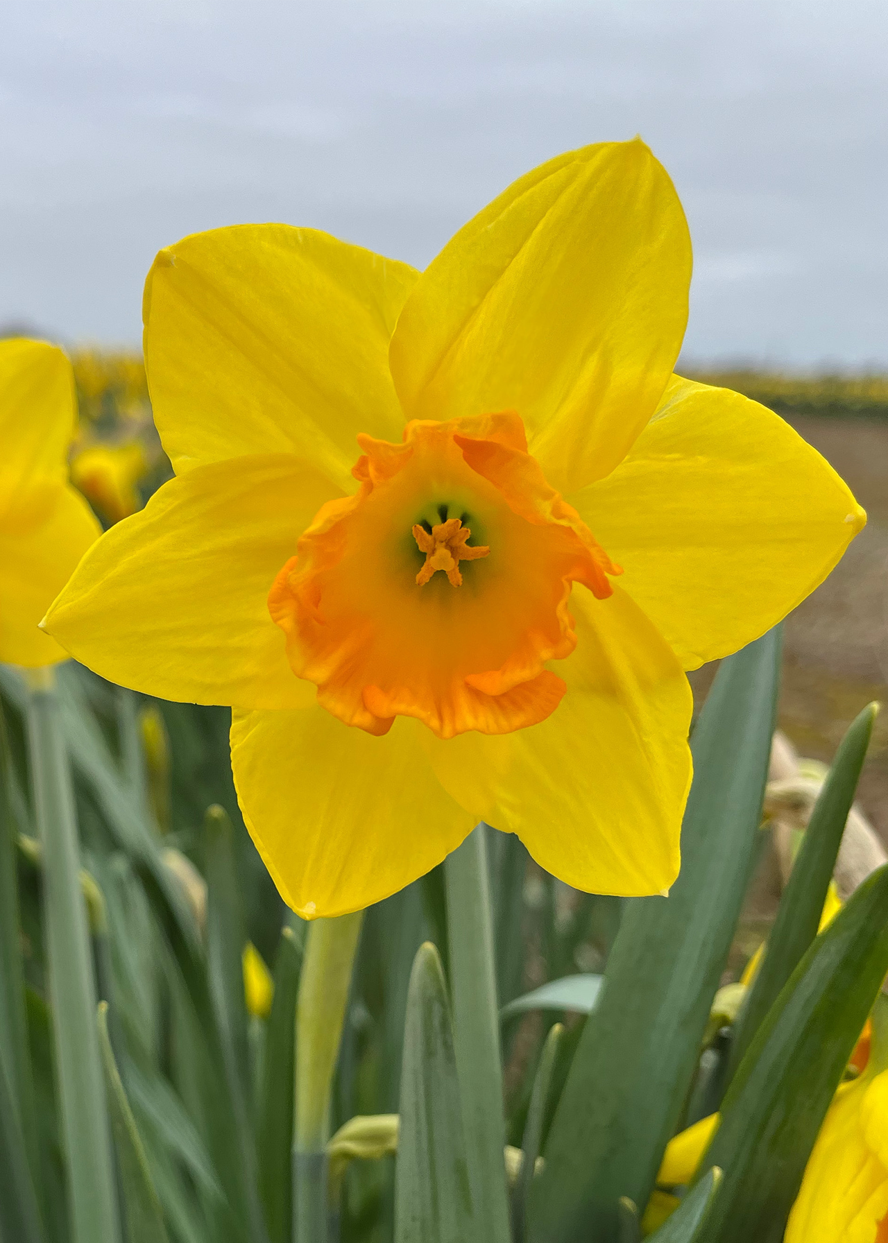 Narcissi Fortune Carripack 1.5kg