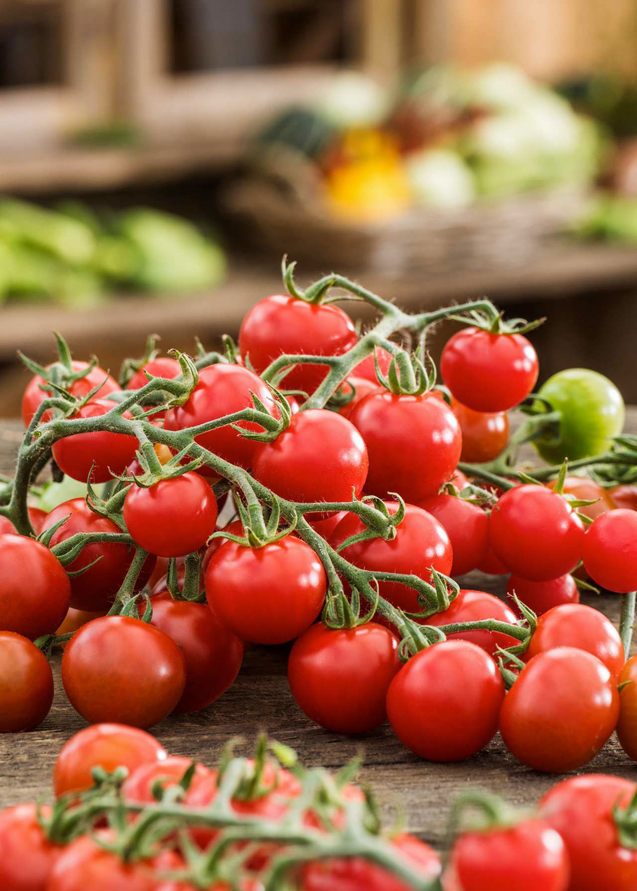 Tomato Alicante 8.5cm