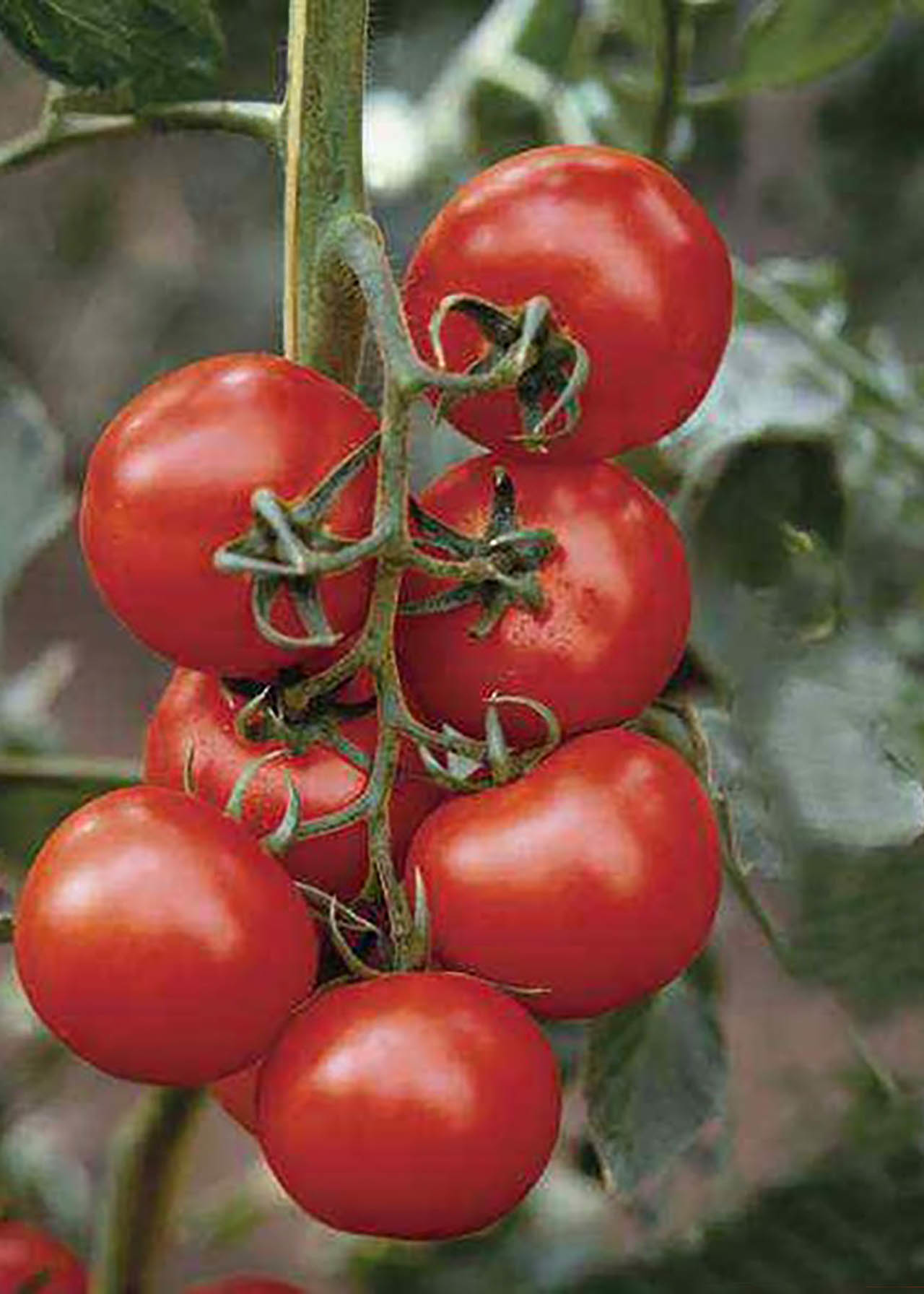 Tomato F1 Shirley 8.5cm