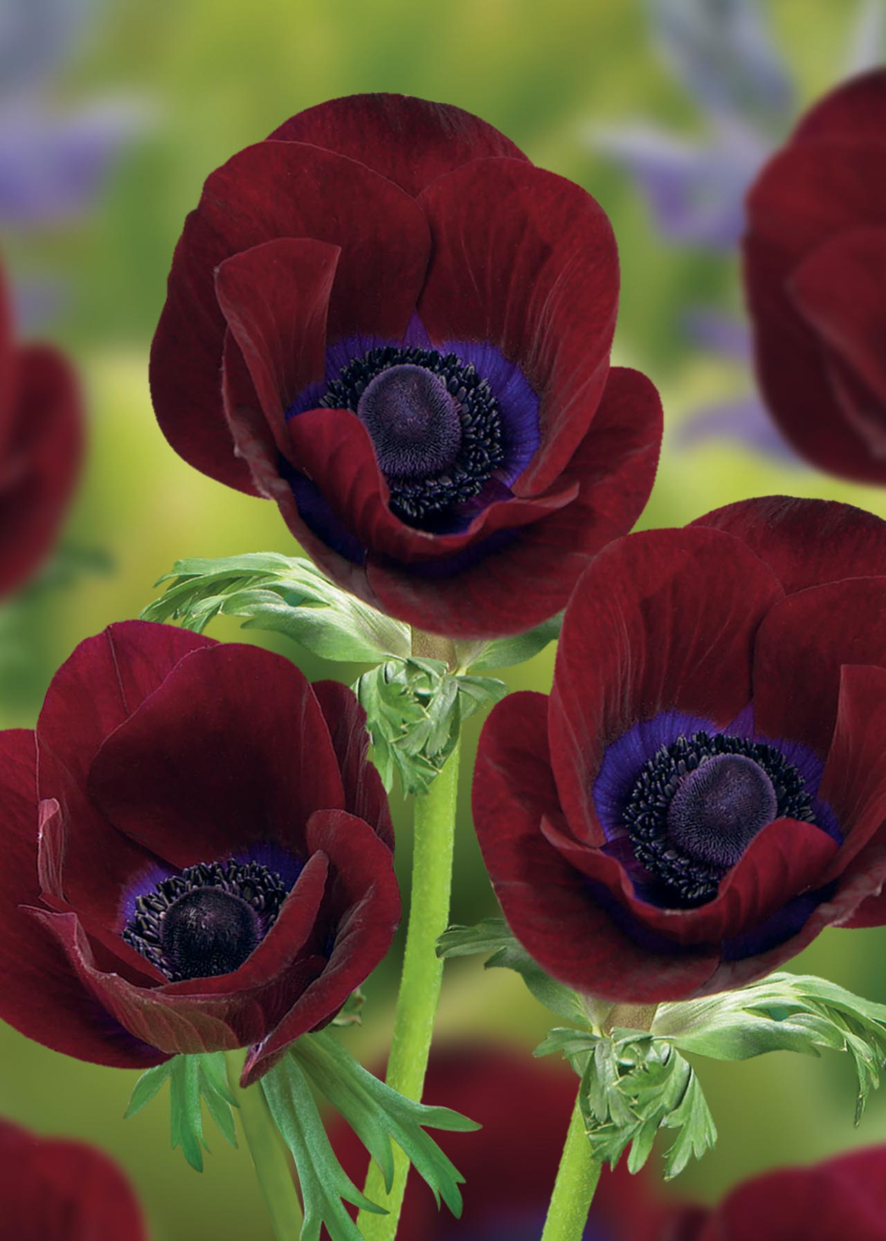 Anemone Bordeaux Pack of 6