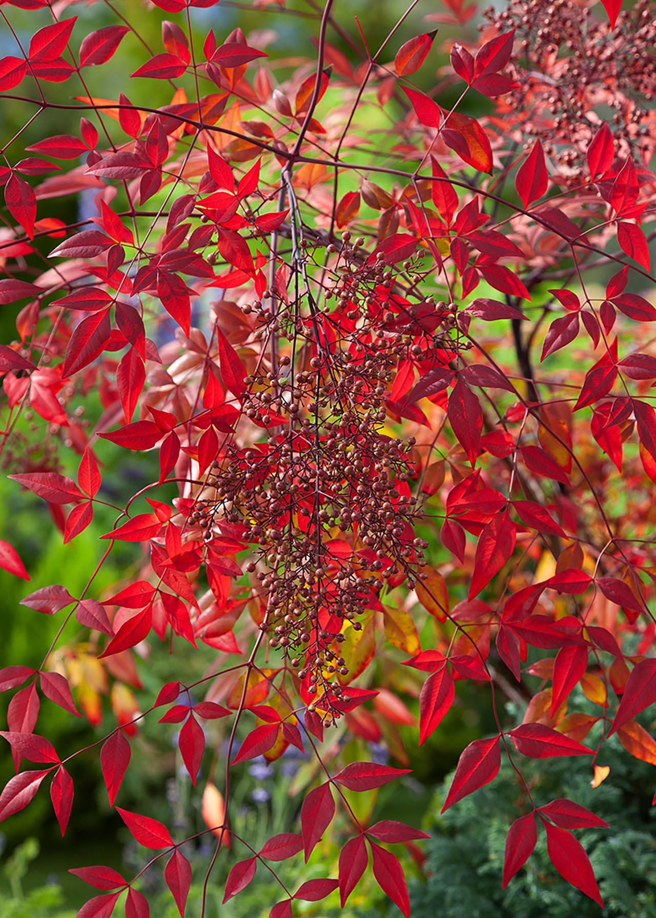 Nandina Domestica 40-50 5ltr