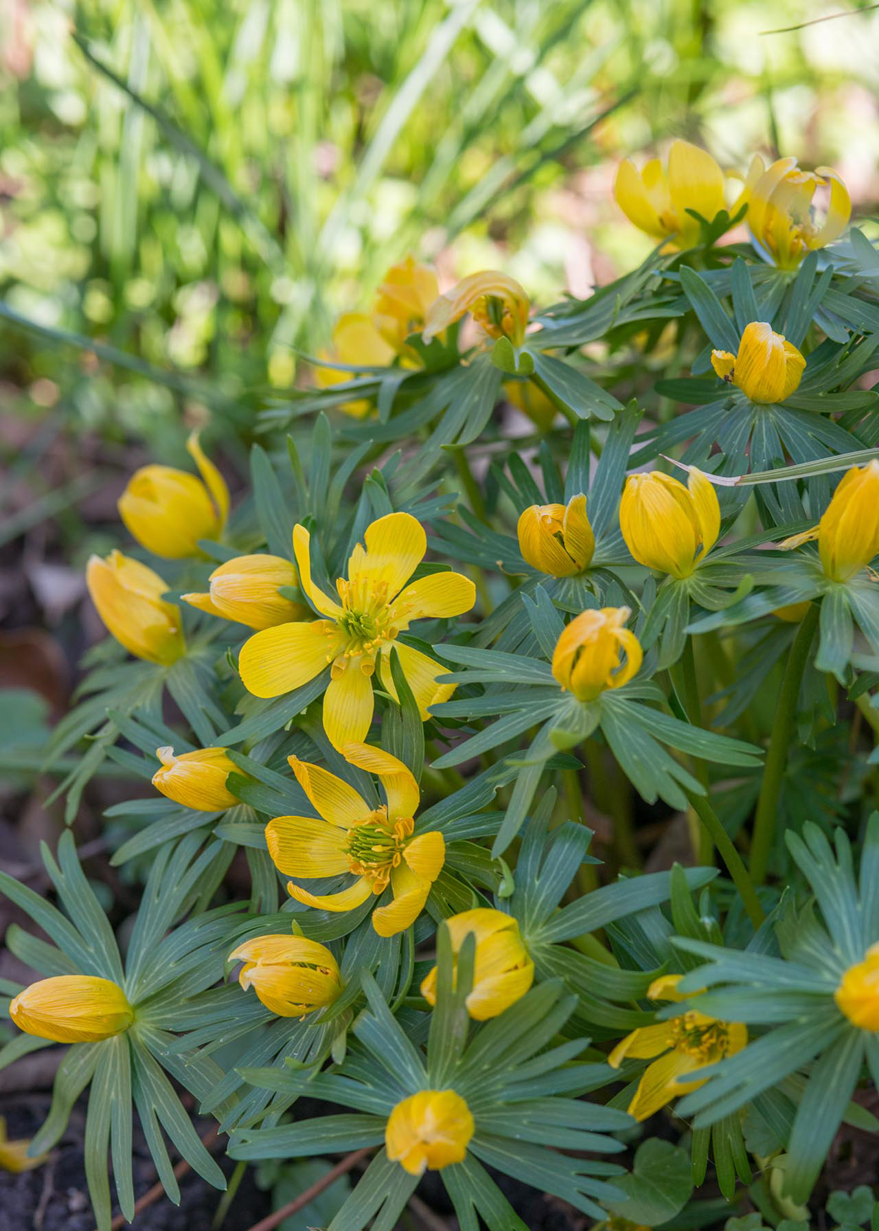 Eranthis Cilicica Pack of 6