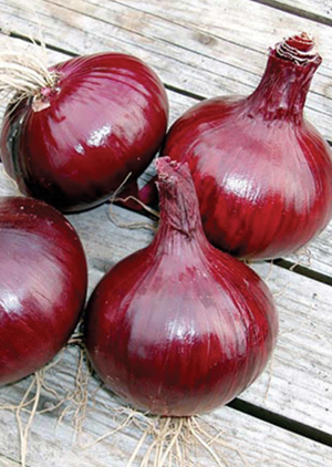 VAN ZYVERDEN Onion Sets Red Set of 250 Bulbs 84558 - The Home Depot VAN ZYVERDEN Onion Sets Red Set of 250 Bulbs 84558 - The Home Depot