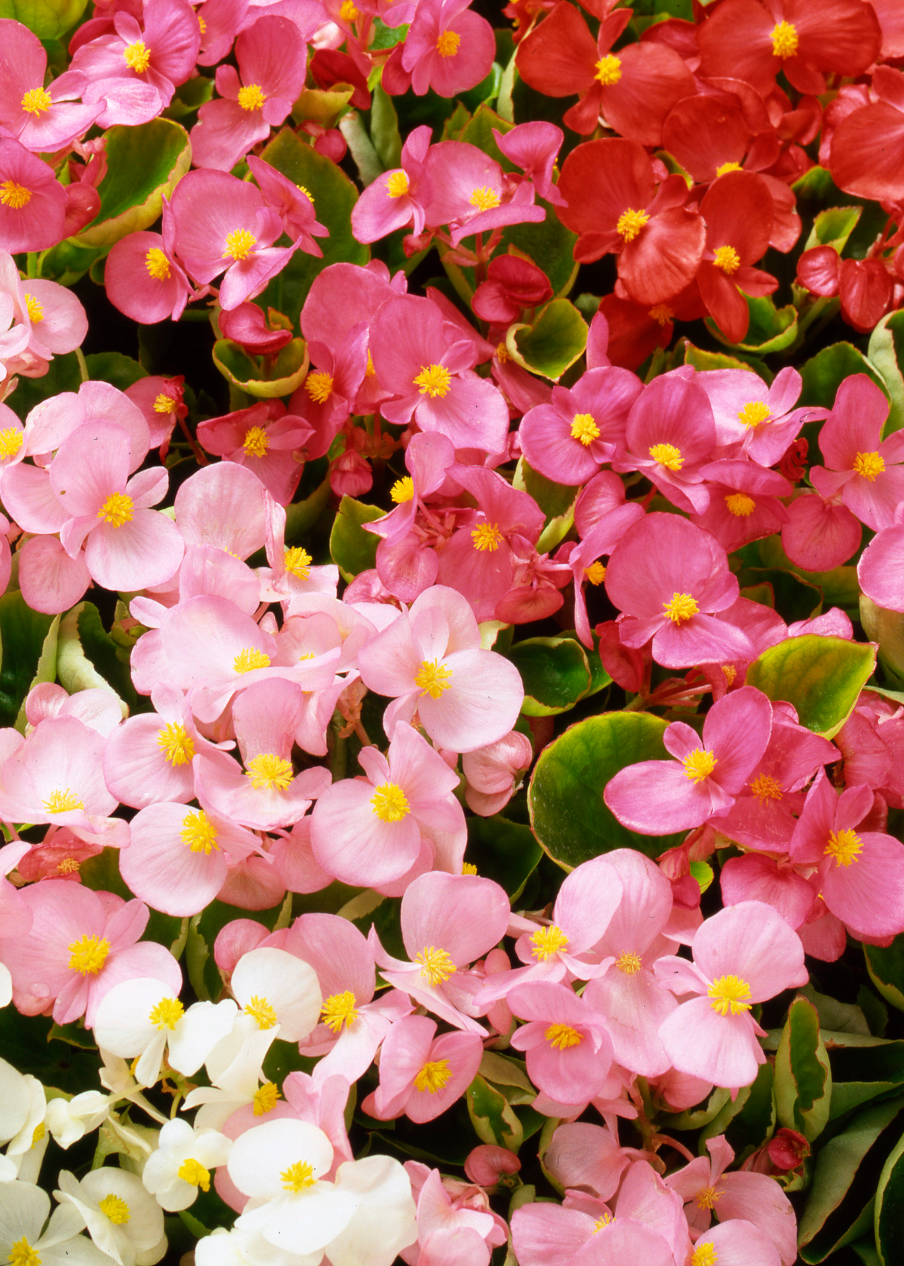 Begonia Heaven Delight Plug Plant 20 Pack