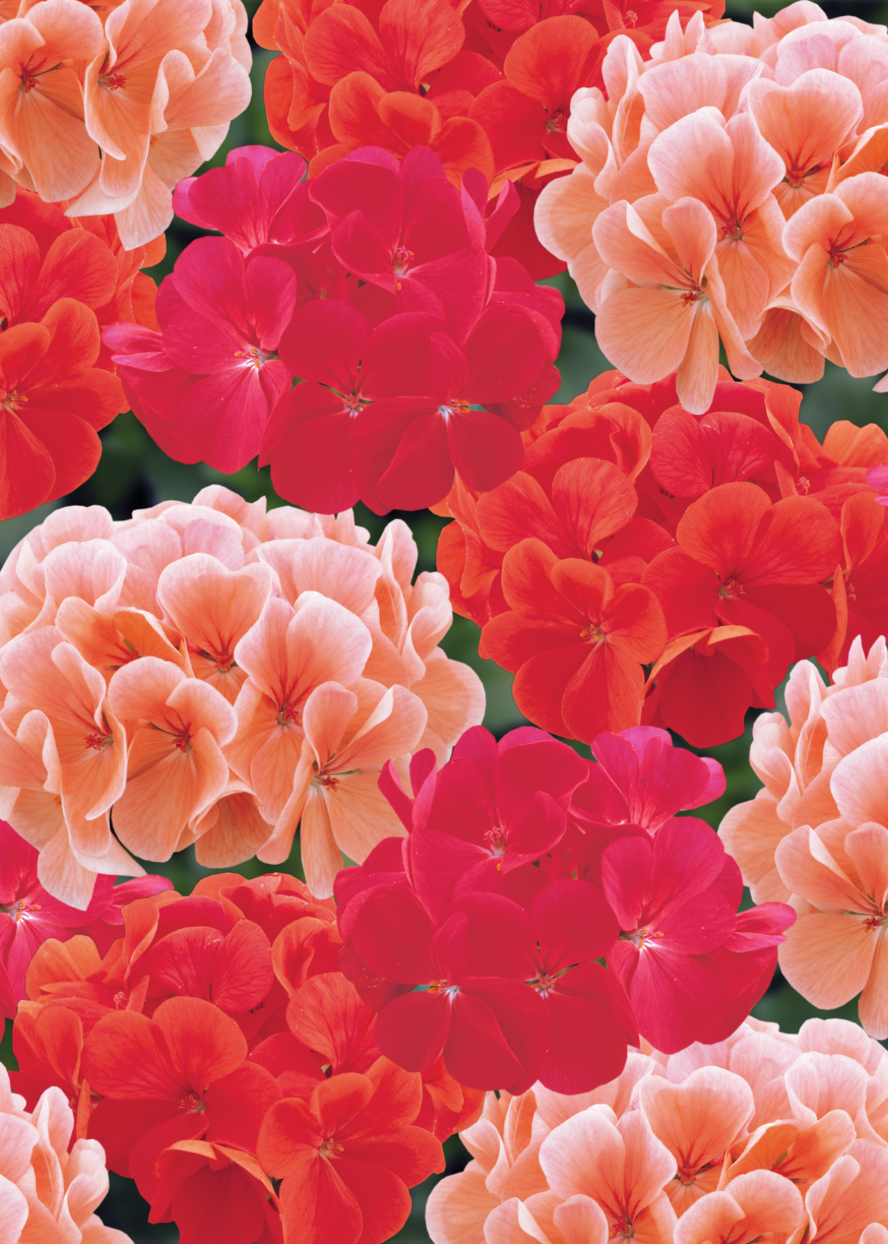 Geranium Hot N Spicy Mix Plug Plant 20 Pack