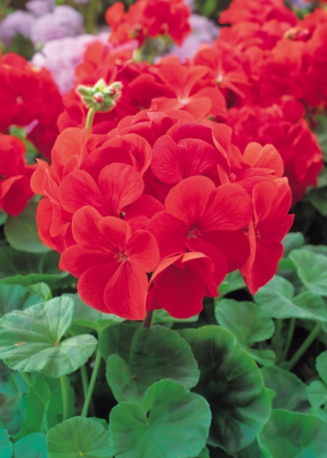 Geranium Bright Red Plug Plant 20 Pack