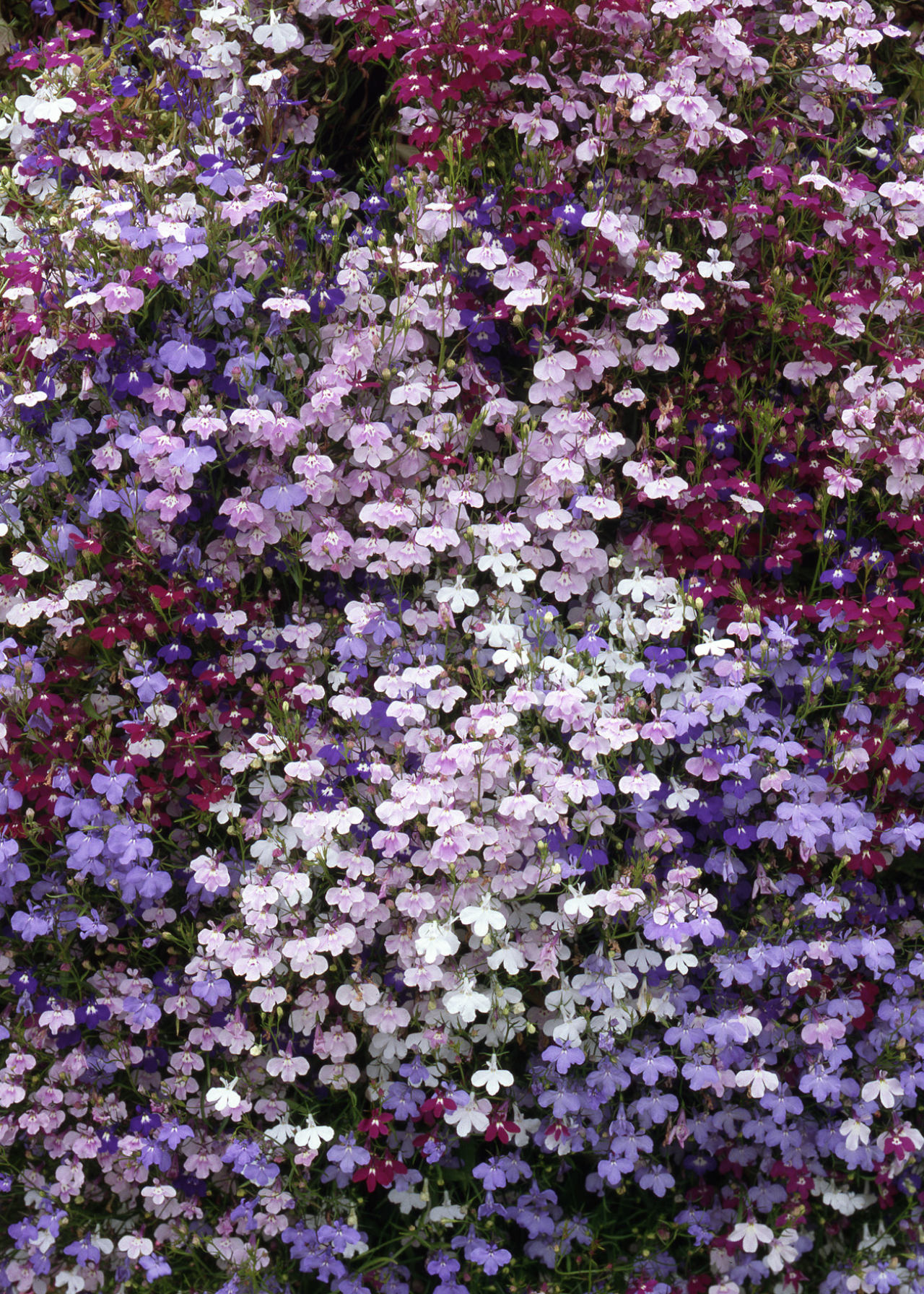 Lobellia Trailing Mix Plug Plant 20 Pack