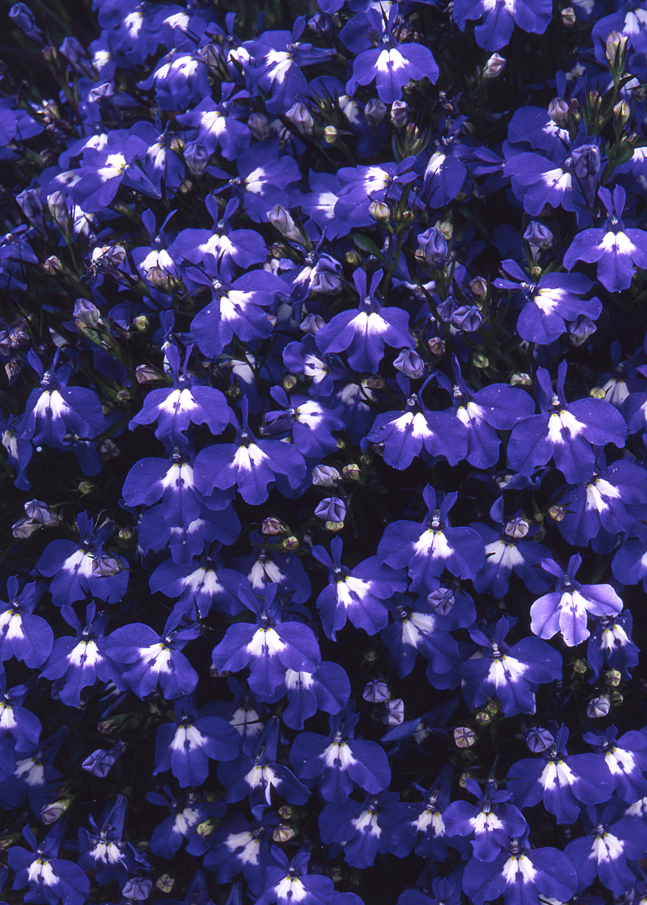 Lobellia Sapphire Plug Plant 20 Pack