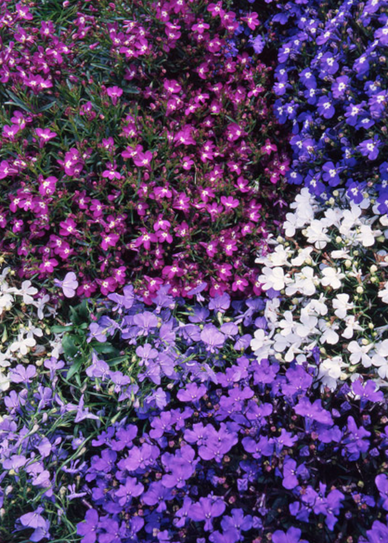 Lobellia String Of Pearls Plug Plant 20 Pack