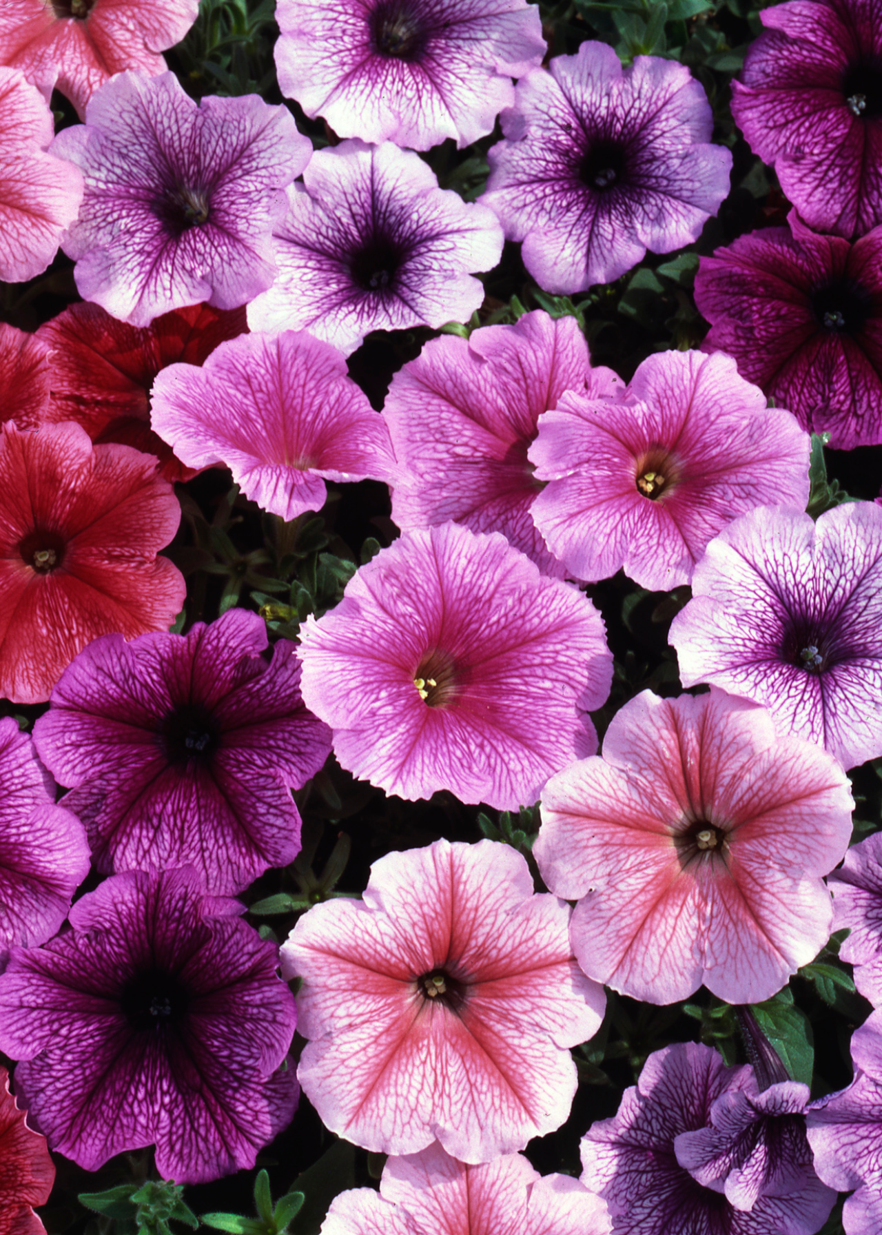 Petunia Reflections Mix Plug Plant 20 Pack