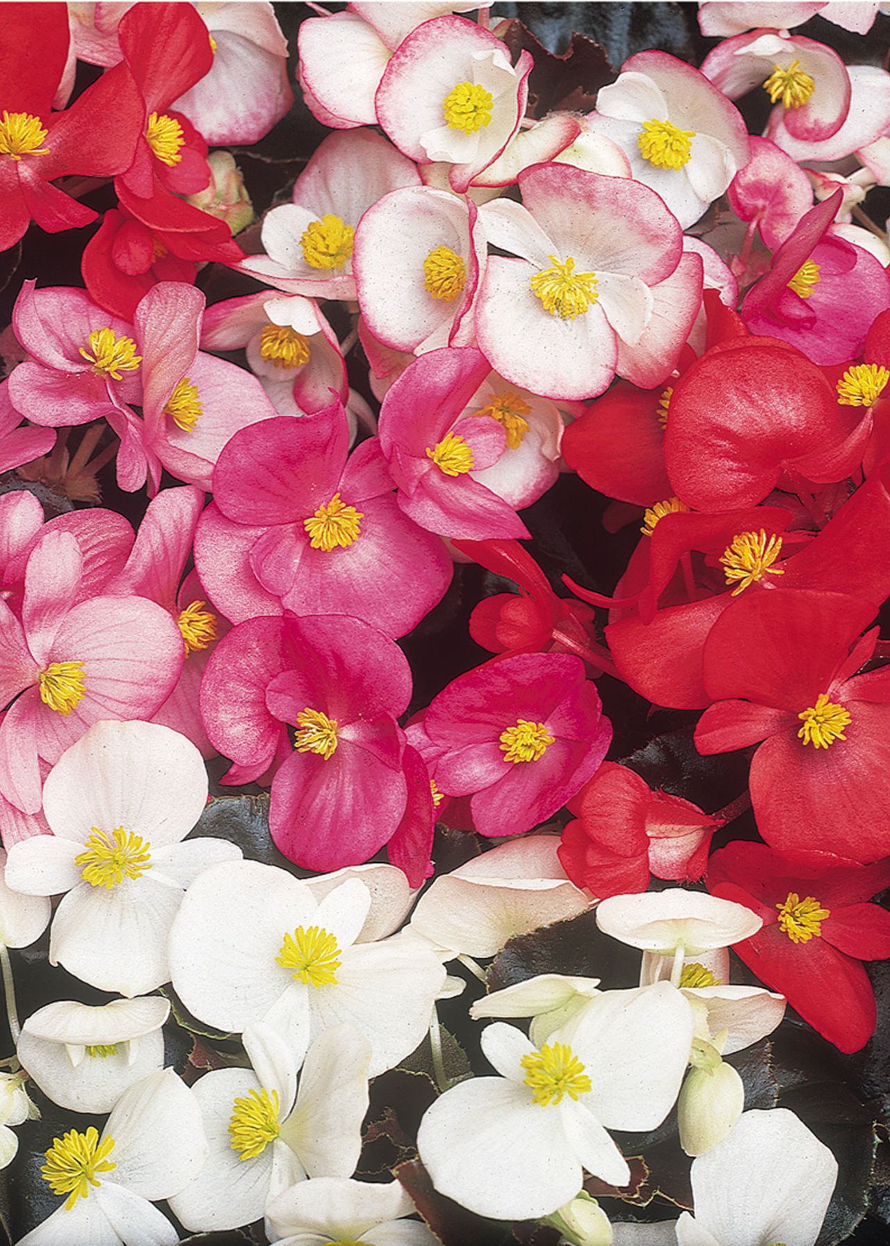 Begonia Devils Delight Plug Plant 20 Pack