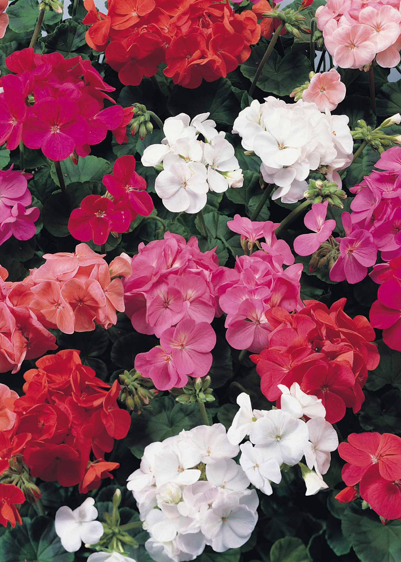 Geranium Show Stop Mix Plug Plant 20 Pack