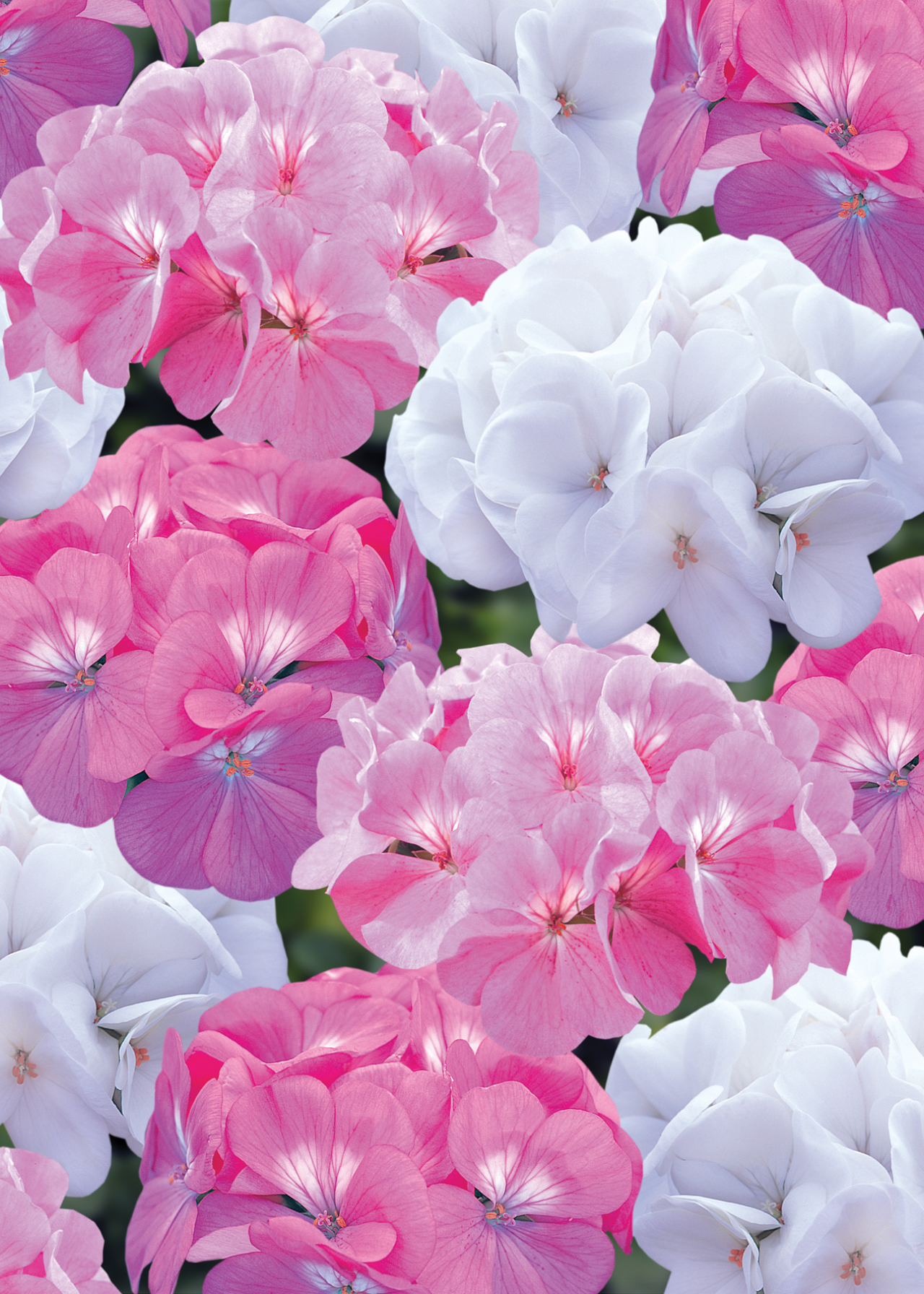 Geranium Candyfloss Mix Plug Plant 20 Pack