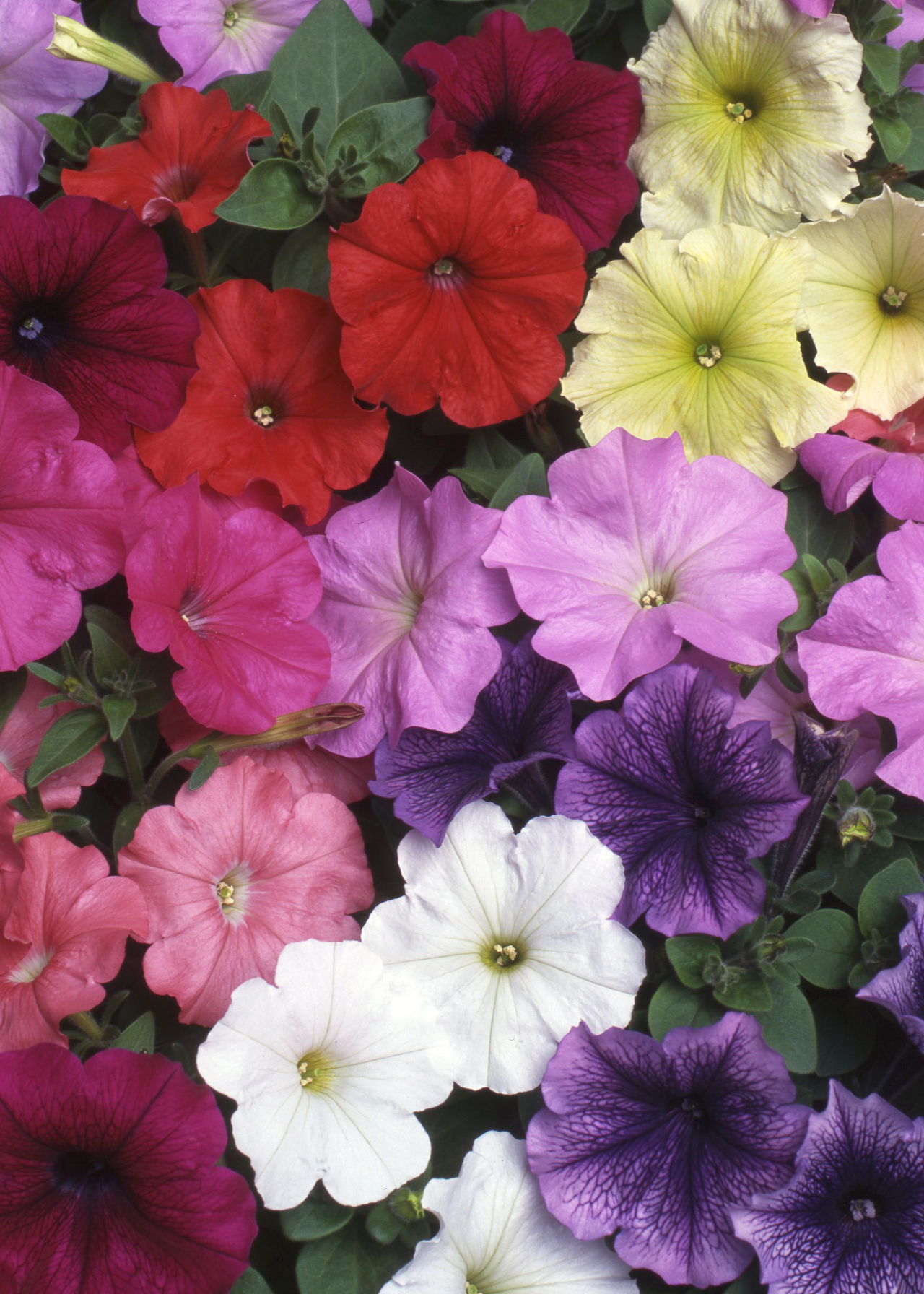 Petunia Fantasia Mixed Plug Plant 20 Pack