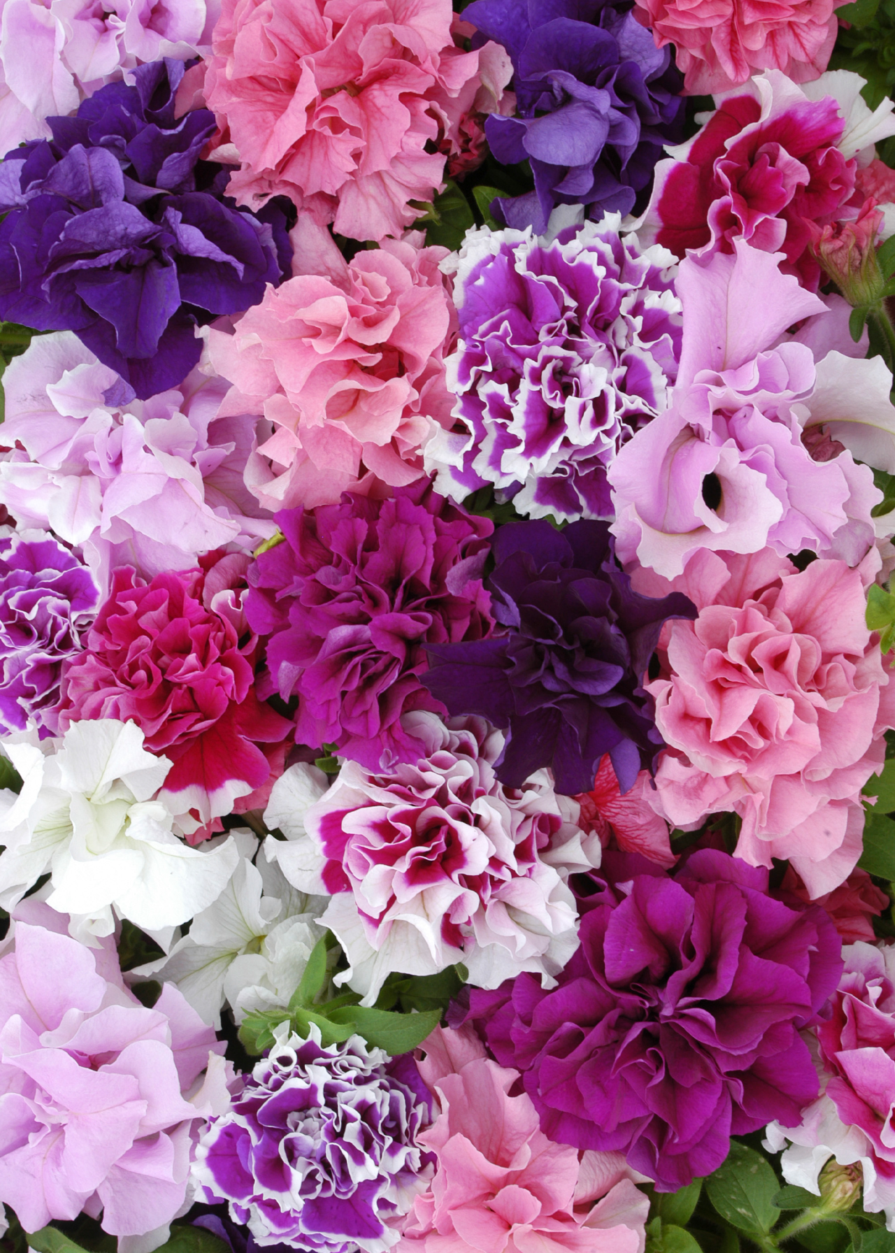 Petunia Pirouette Mix Plug Plant 20 Pack