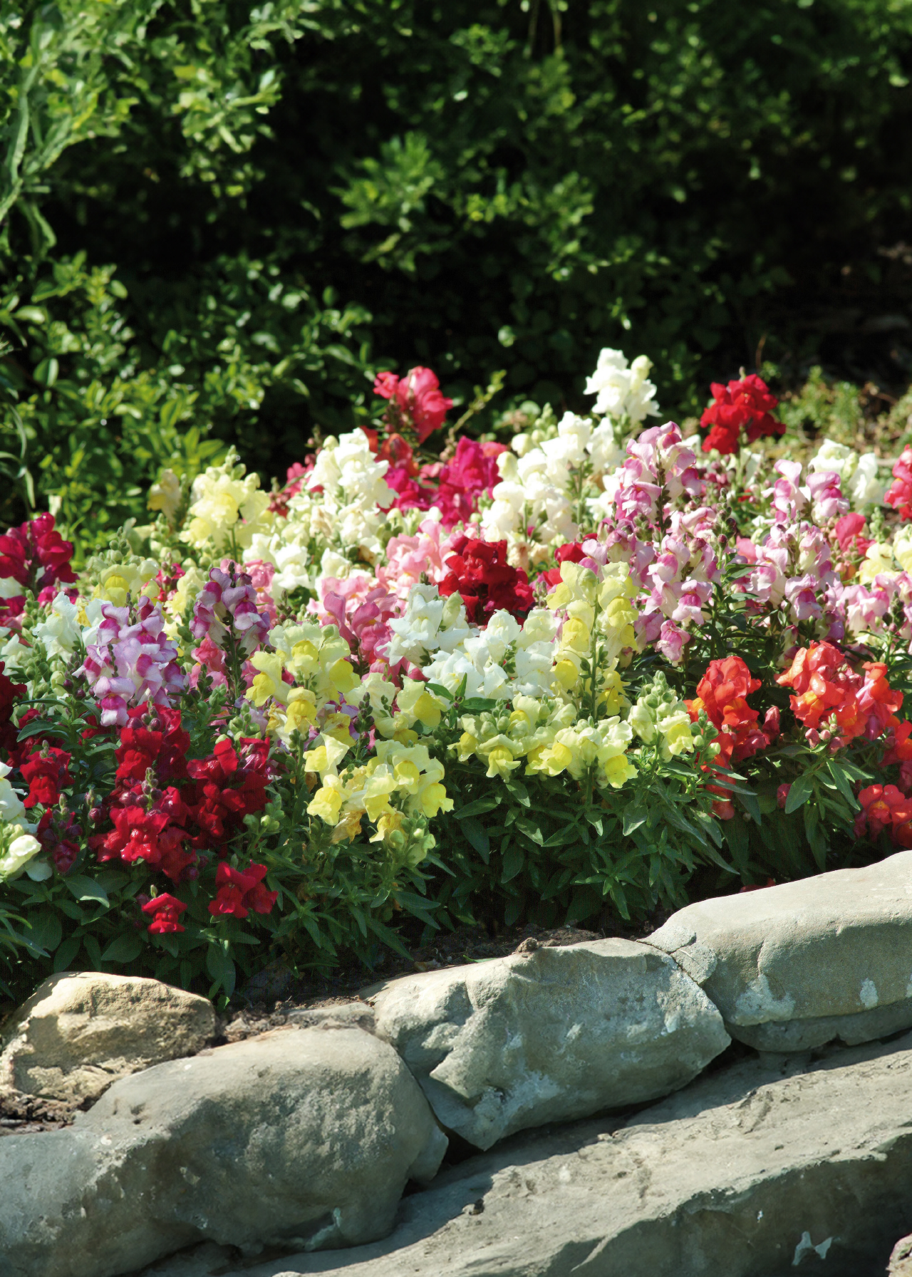 Antirrhinum Appeal Mixed Plug Plant 20 Pack